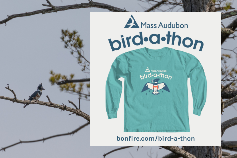 Photo of kingfisher and a long-sleeve shirt that says Mass Audubon Bird-a-thon with kingfisher graphic