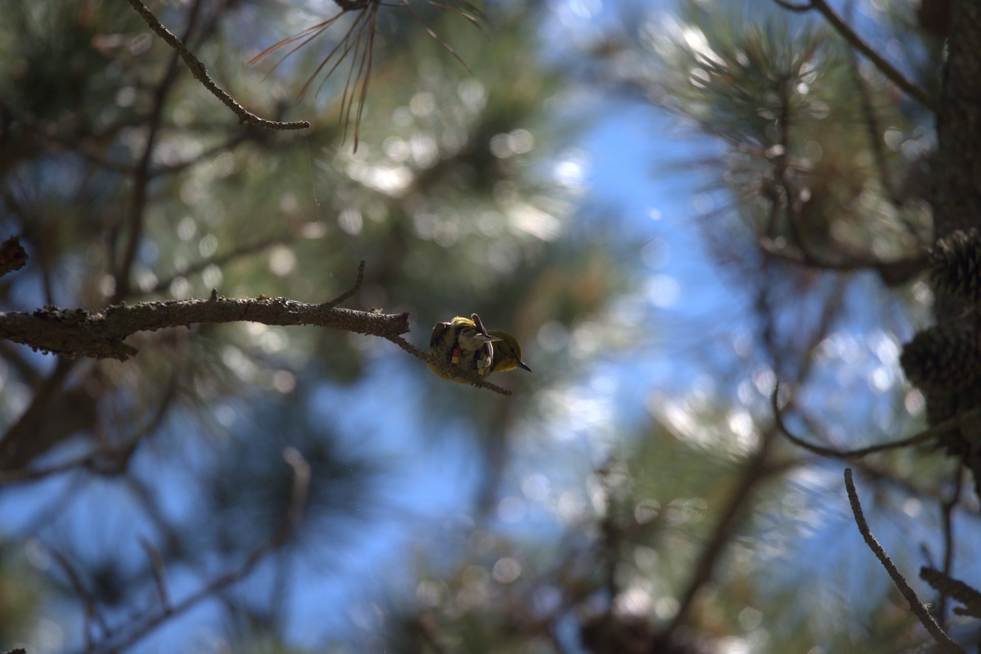 Rizzy the Pine Warbler perched high in a tree