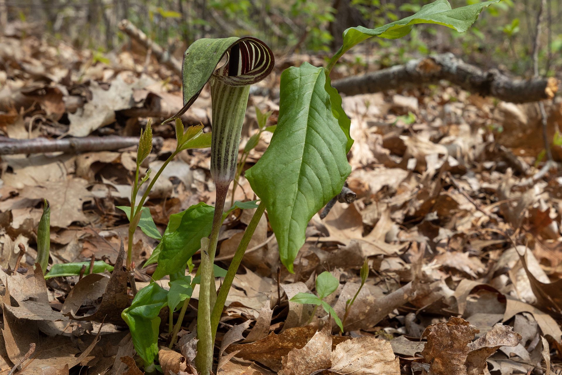 Striped pitcher-shaped bloom emerging from leaf cover