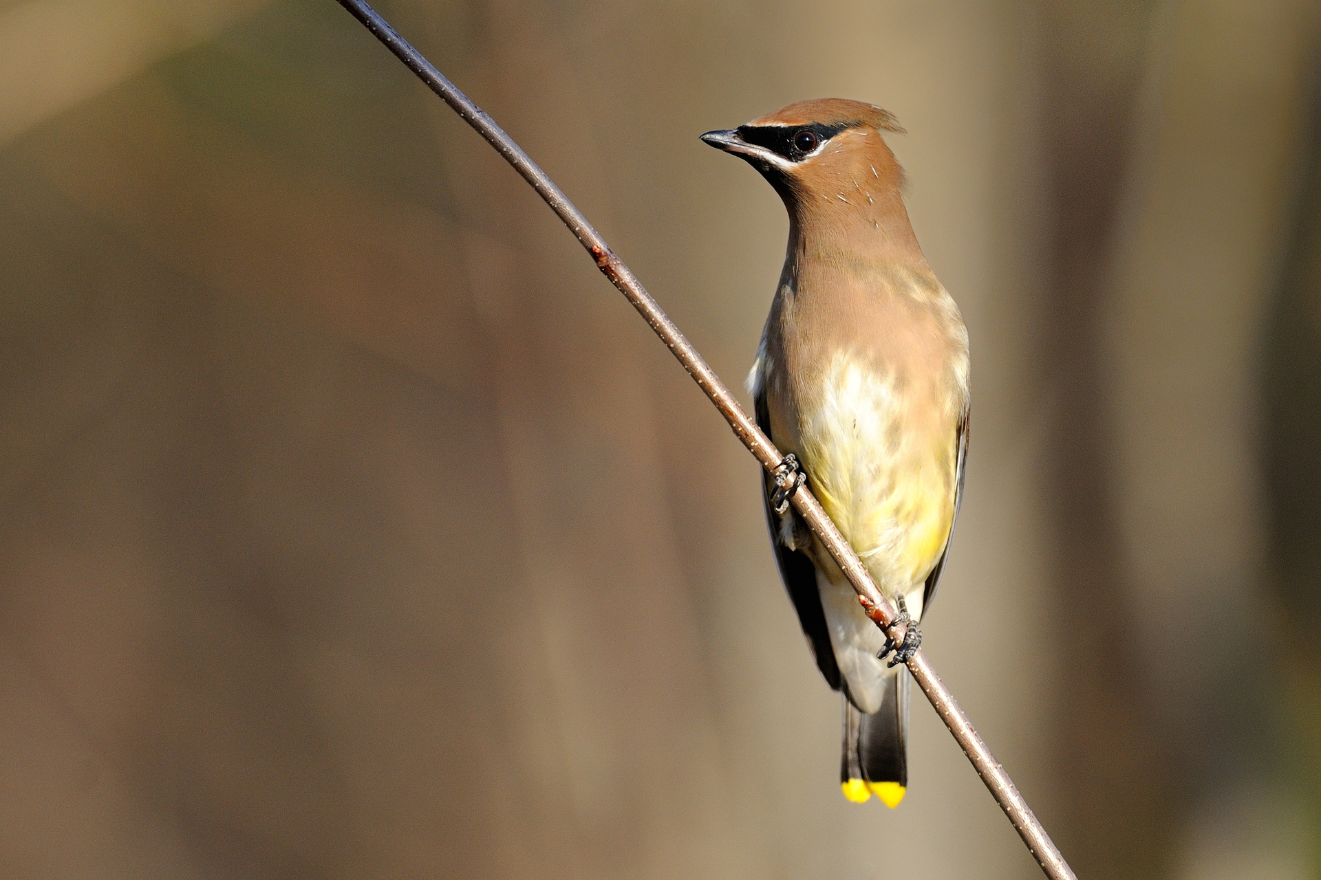 Cedar Waxwing on a stick, facing the camera but looking to the side.