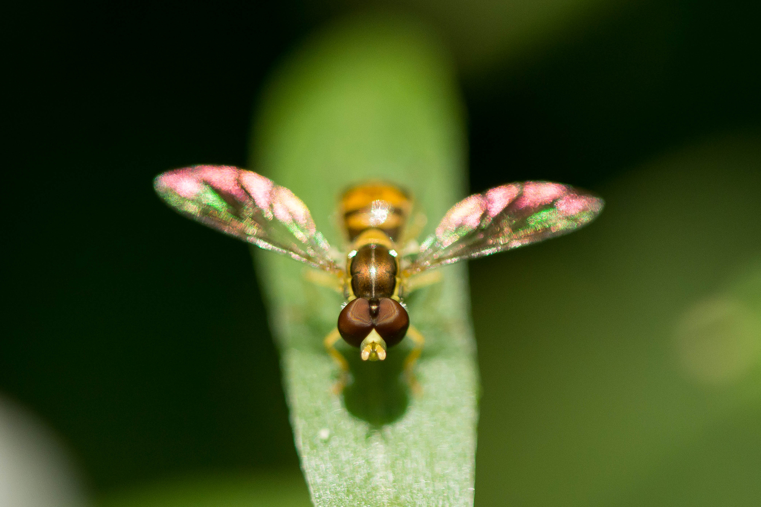 Hoverfly on leaf