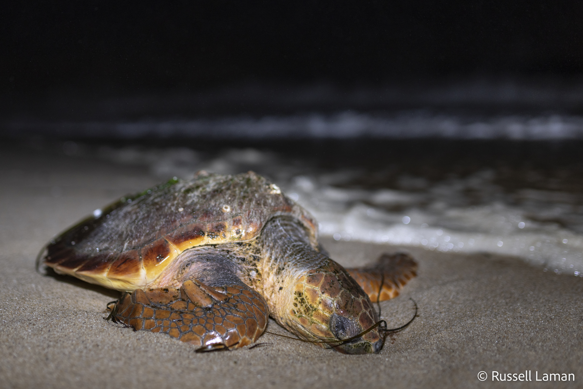 Sea turtle on beach at night