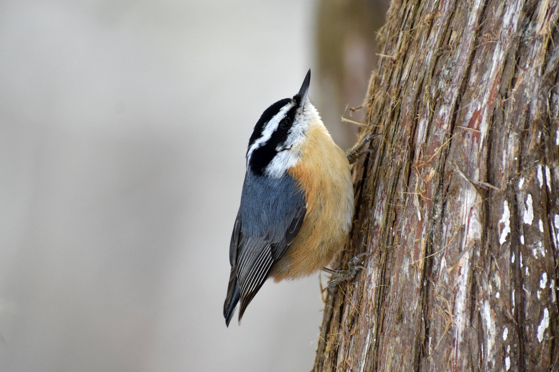 Red-breasted Nuthatch holding onto bark