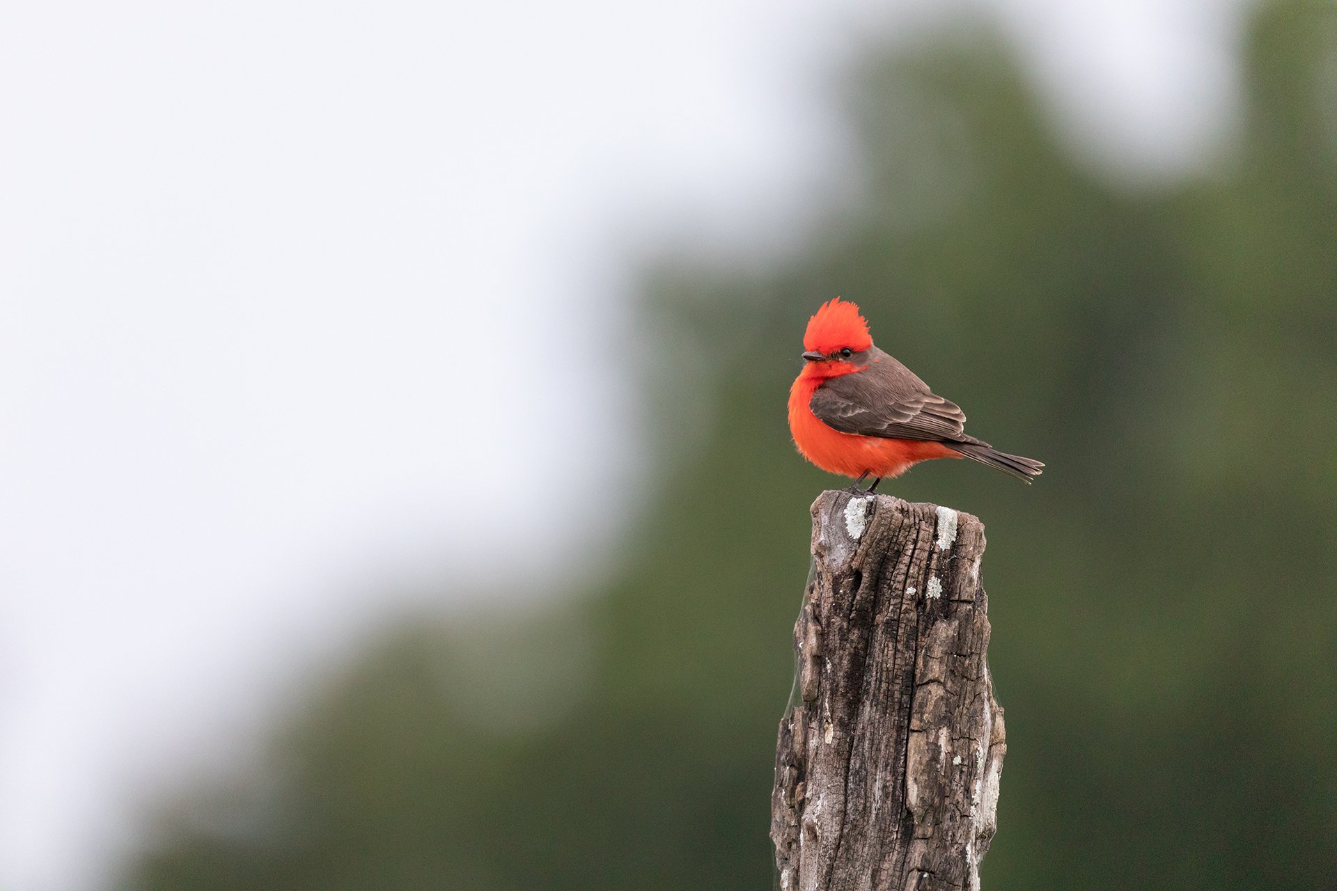 bright red bird with dark grey wings on a tree strump