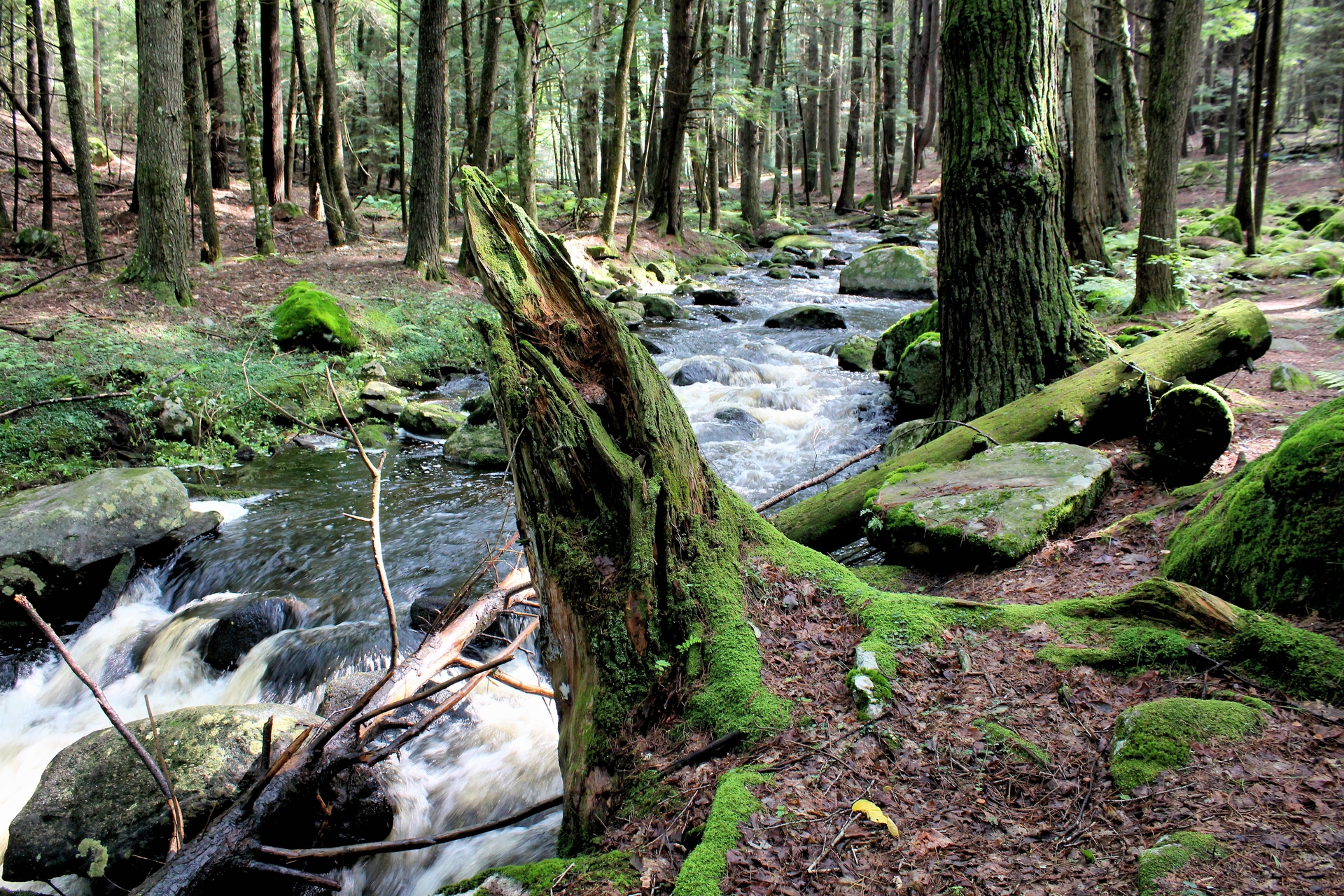 Rushing, rocky brook in a forest. Mossy trees and tree stumps on the banks.
