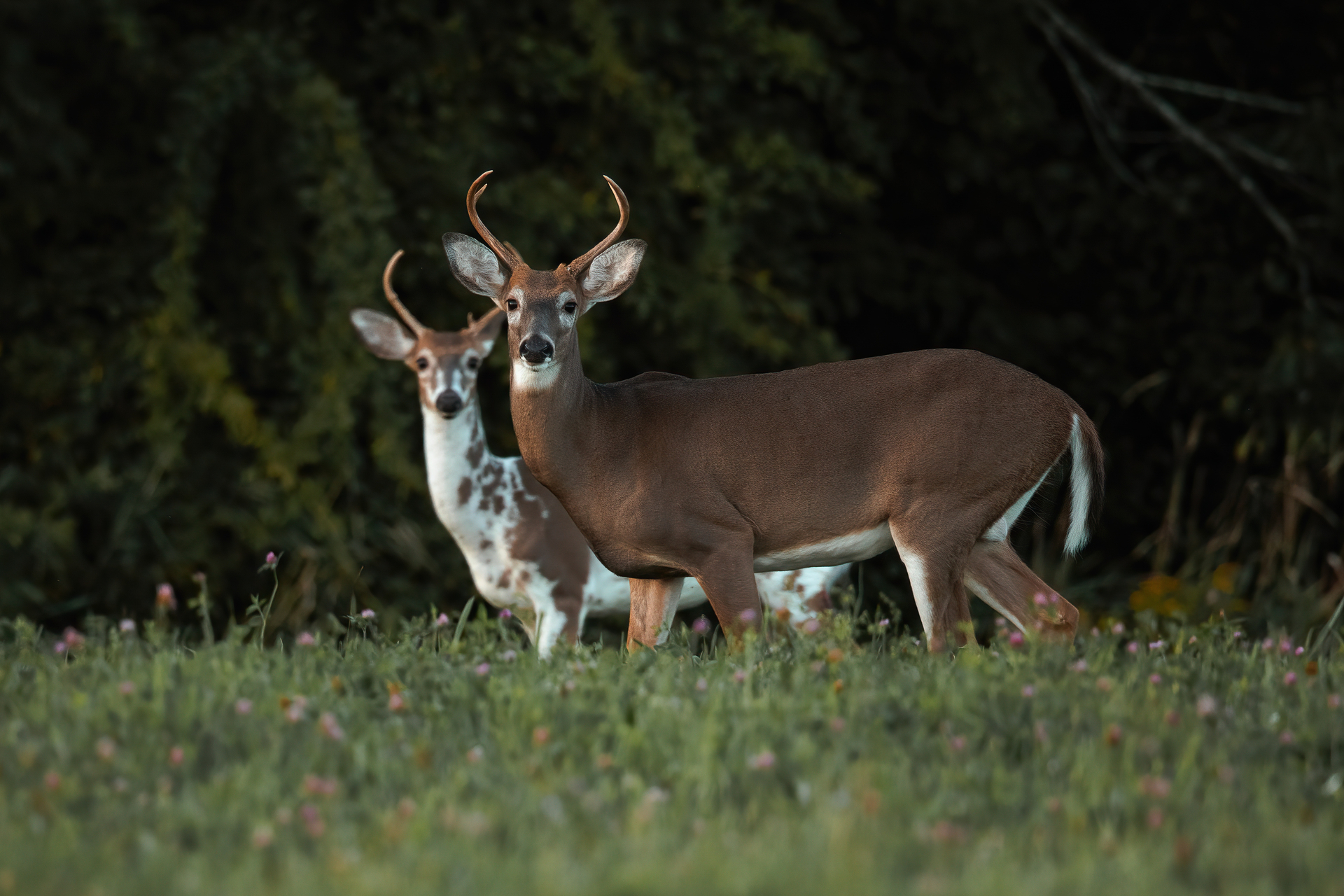 Two bucks with antlers staring at the camera. The further deer has a mutation that causes is to be semi white and brown.