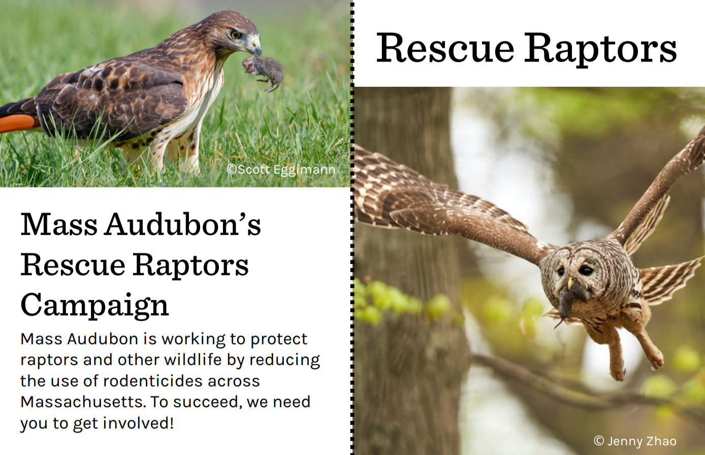 A brochure about Mass Audubon's Rescue Raptors Campaign