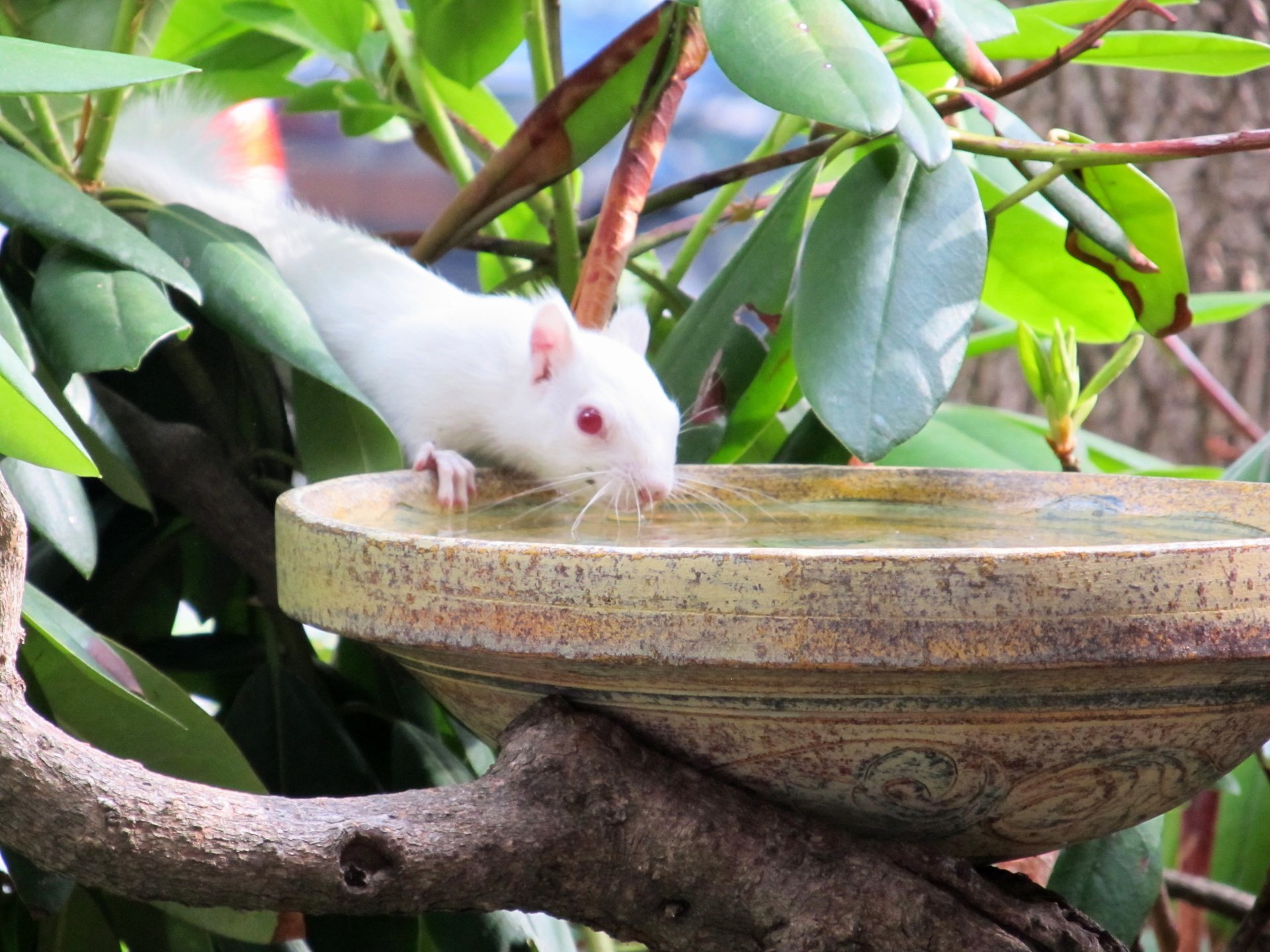 Albino squirrel takes a drink out of bird bath