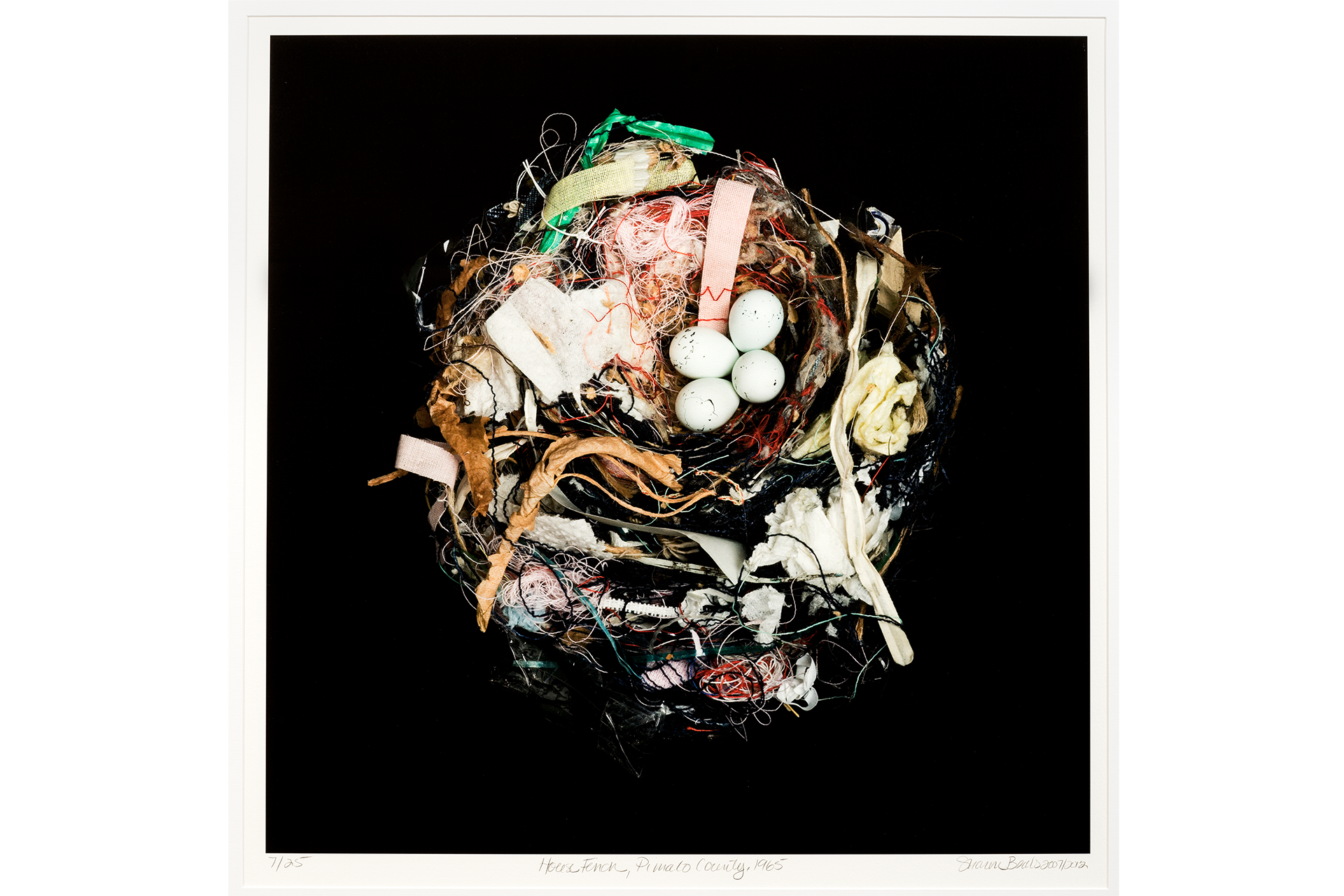 House Finch, Beals, 2002.