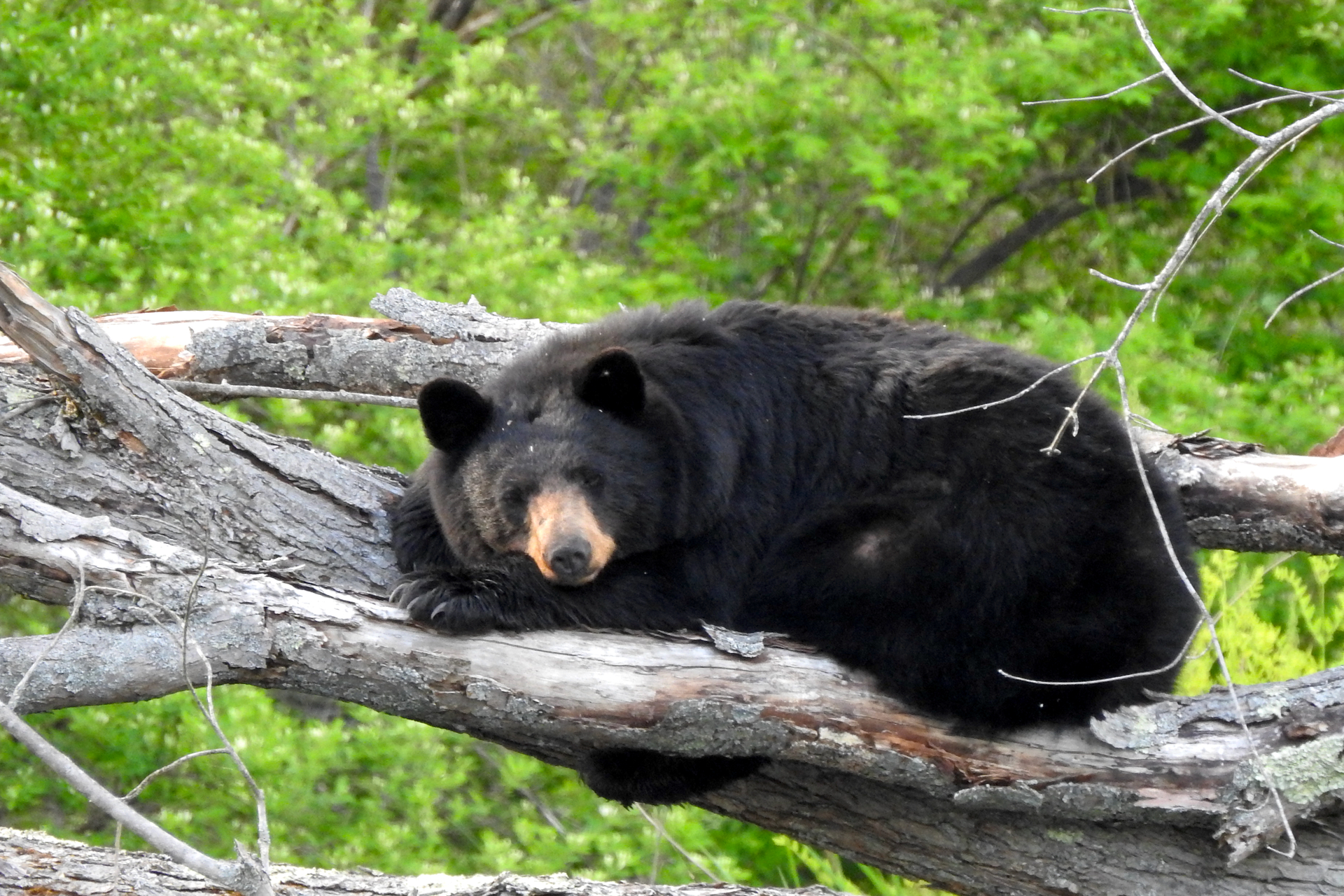 A black bear laying on branches in a tree, with its head resting in its front paws.