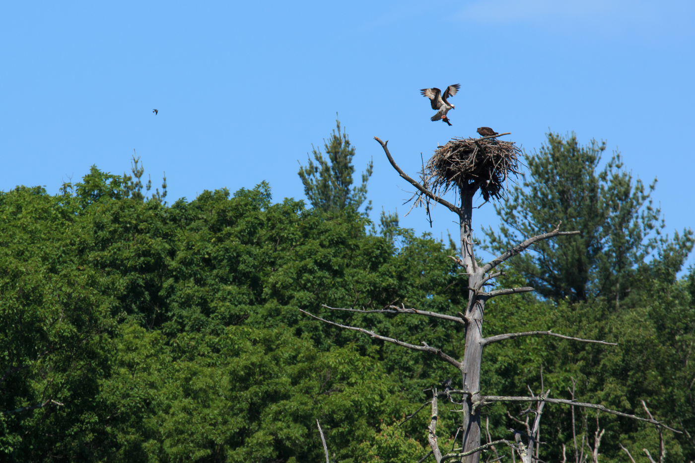 Opsrey landing on a nest with another osprey in the nest