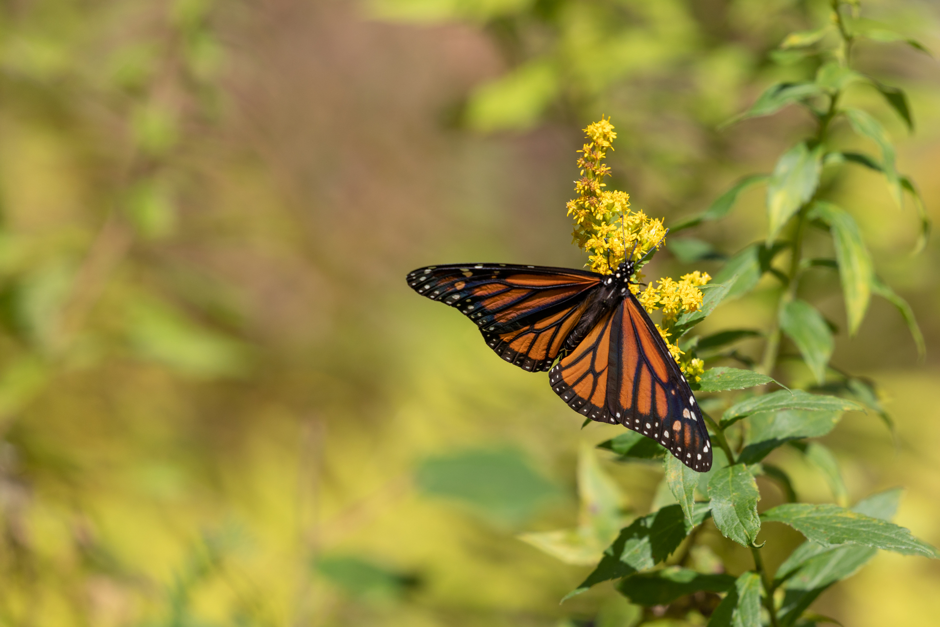 Monarch appearing butterfly on yellow flower.