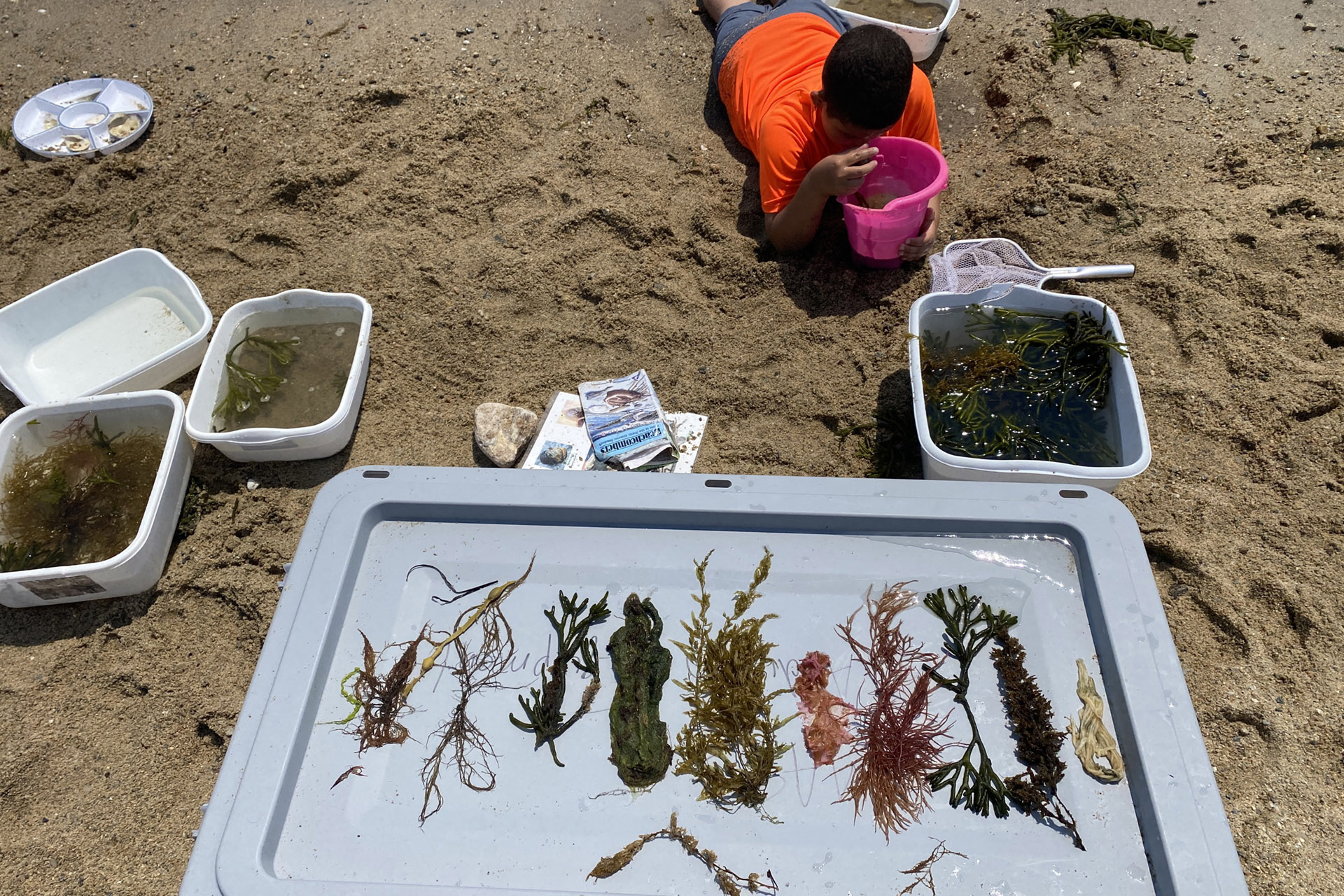 Camper inspecting seaweed and algae samples