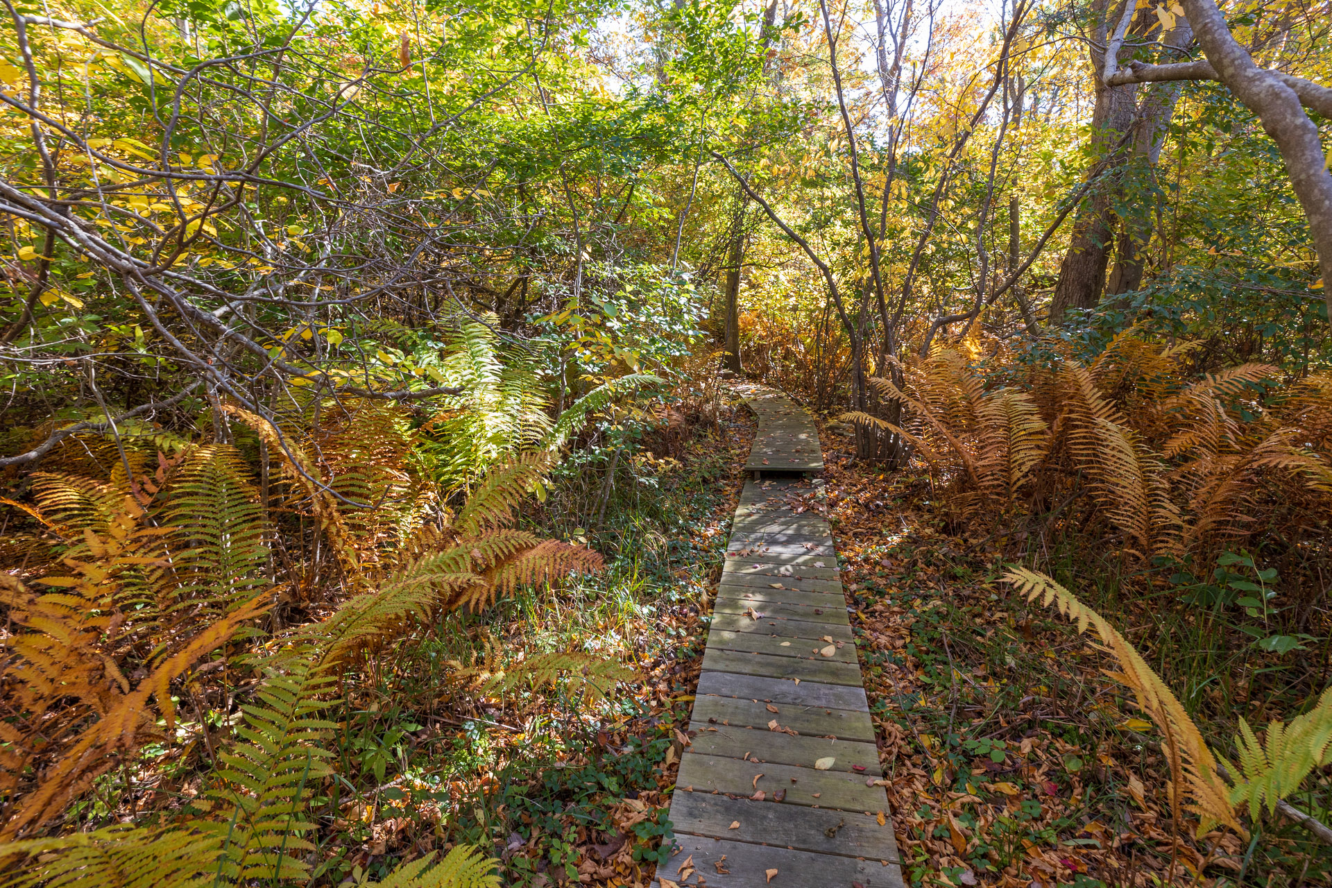 A boardwalk in the middle of dense shrubbery. Fallen orange leaves on the ground surrounding the boardwalk.