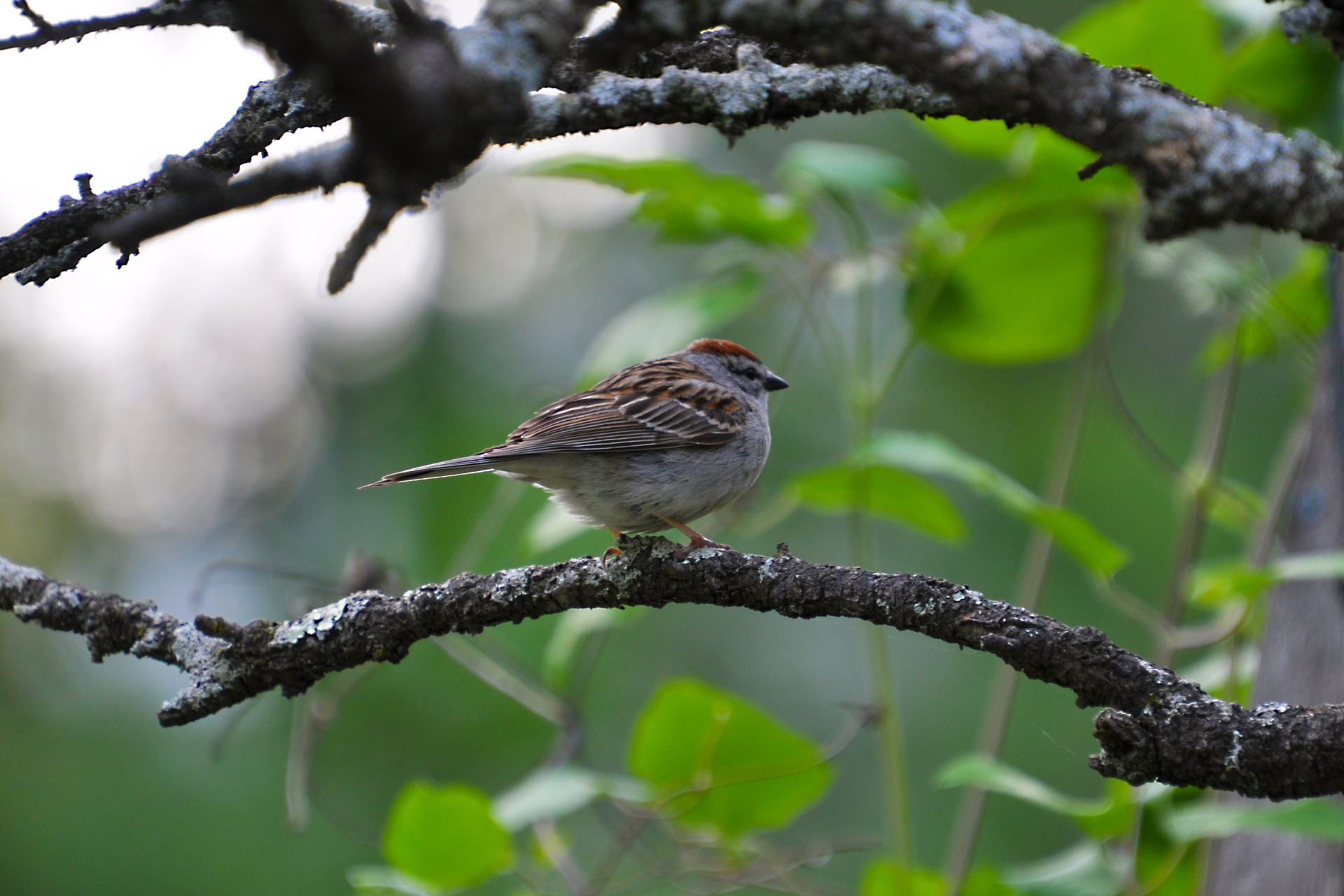 Chipping Sparrow on branch