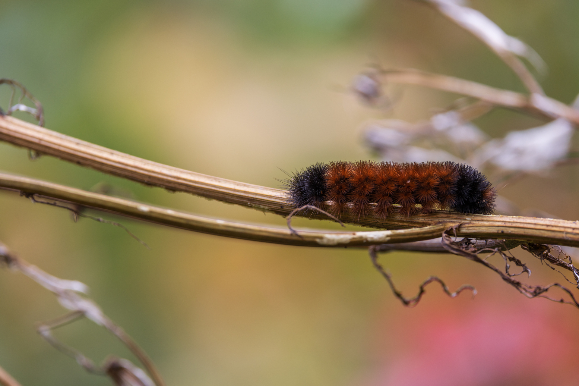 Furry brown and black caterpillar on a branch