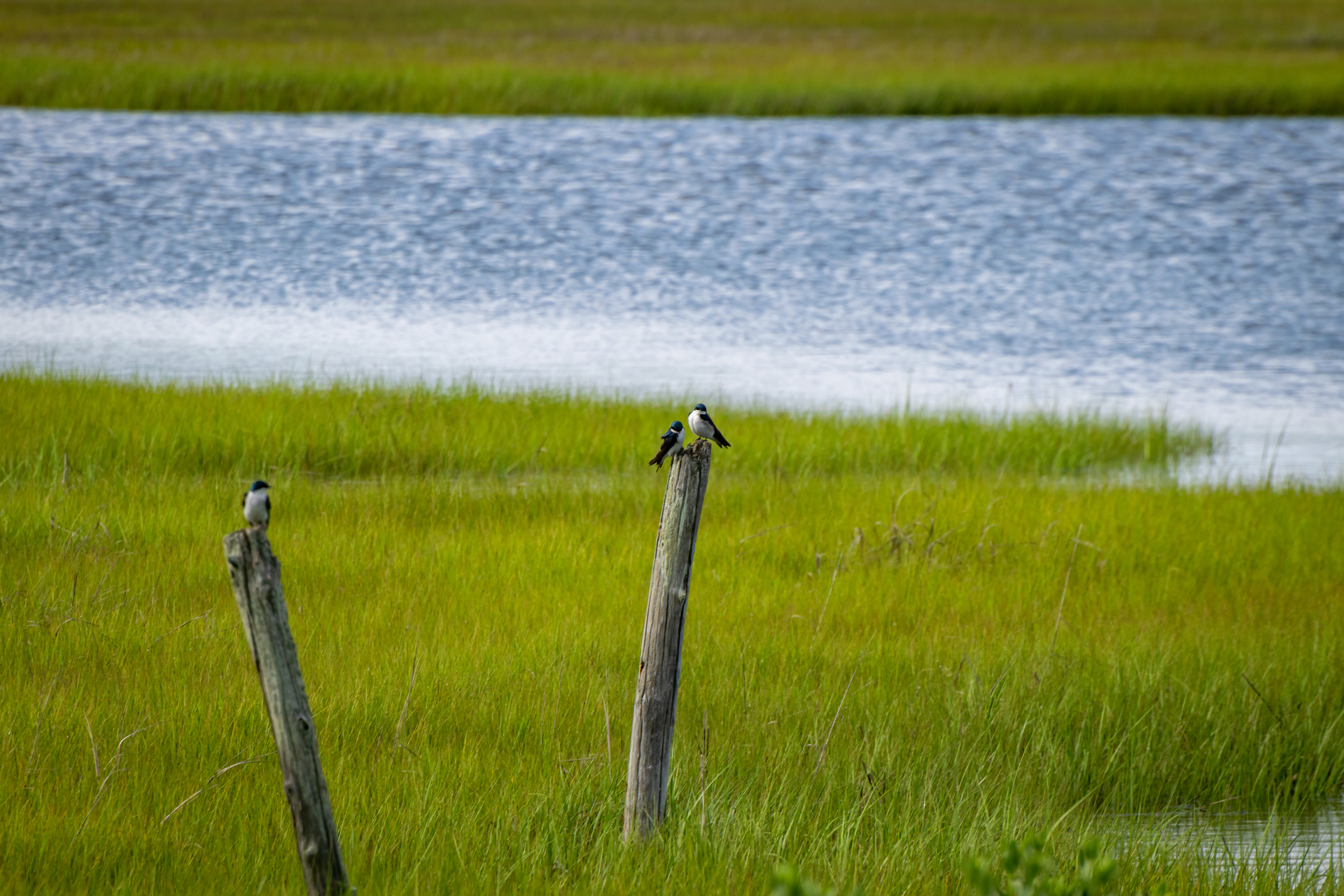 Birds perched atop posts in a marsh