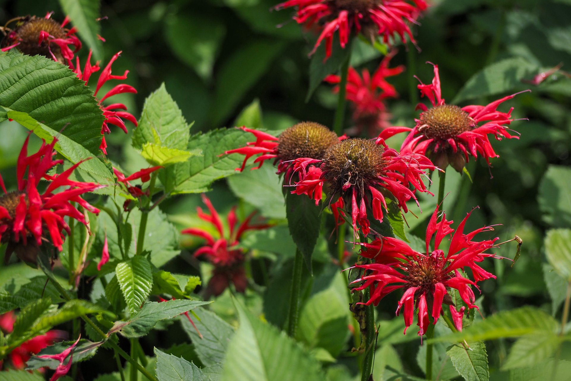 Red flowers with thin petals