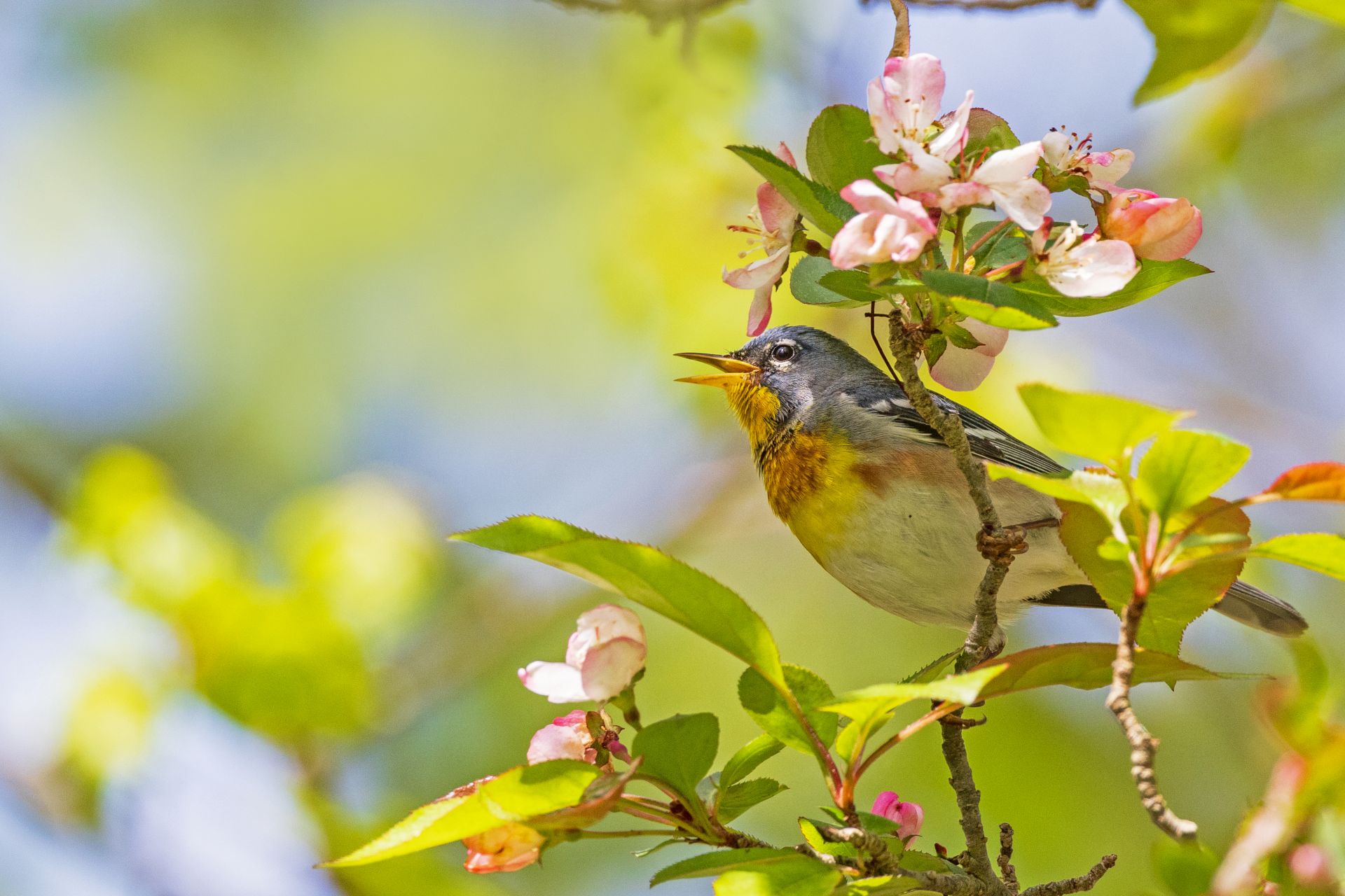 warbler singing in tree