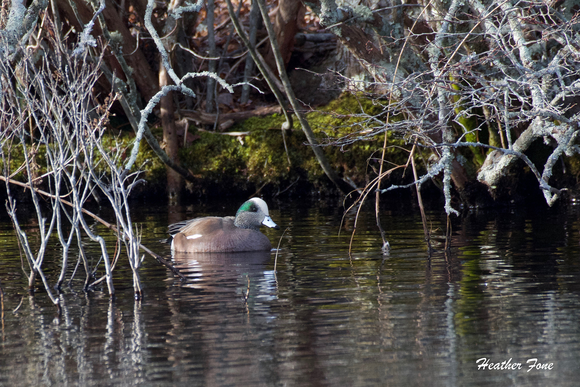 American Wigeon floating on water beneath branches