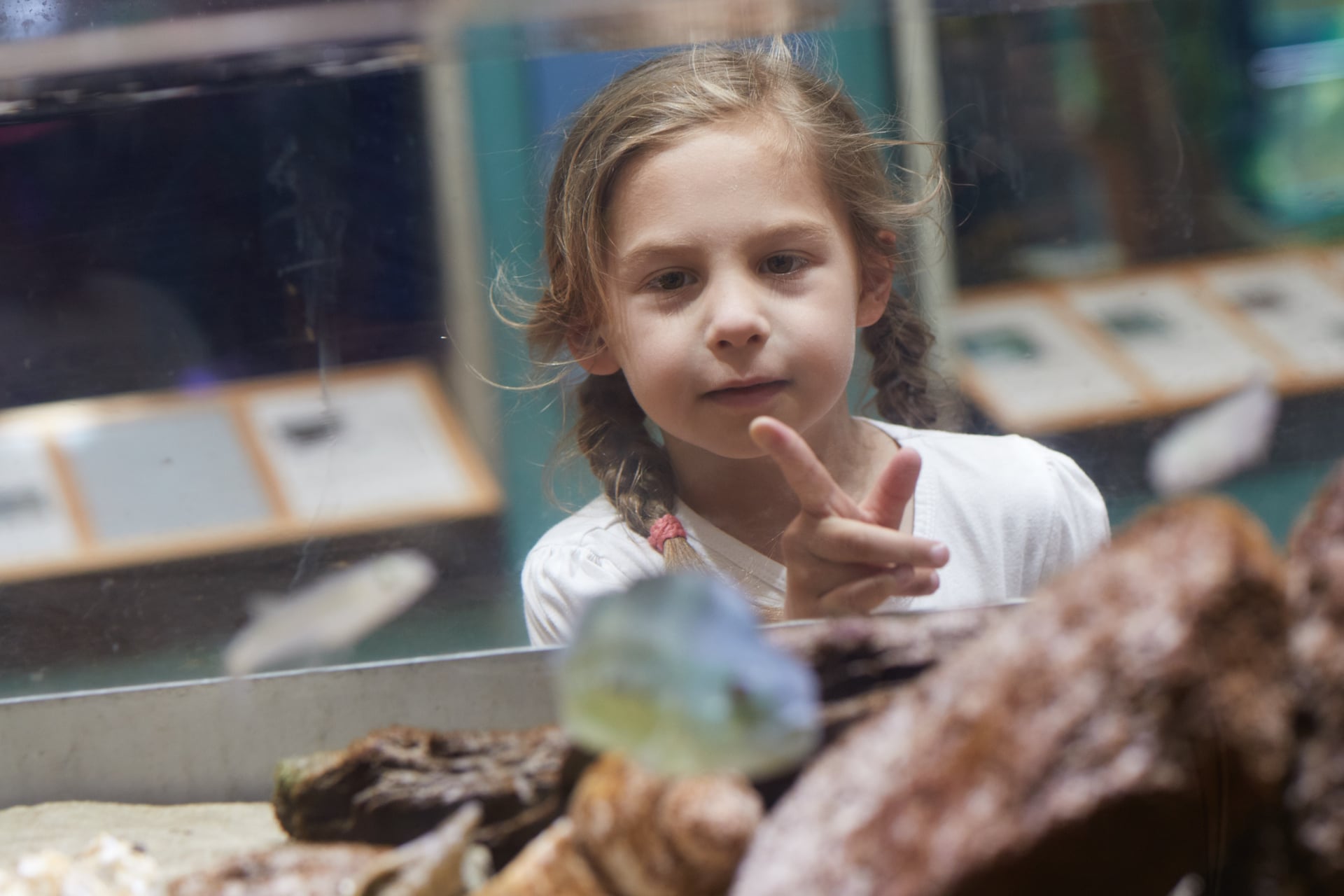 Young girl looking into an animal exhibit