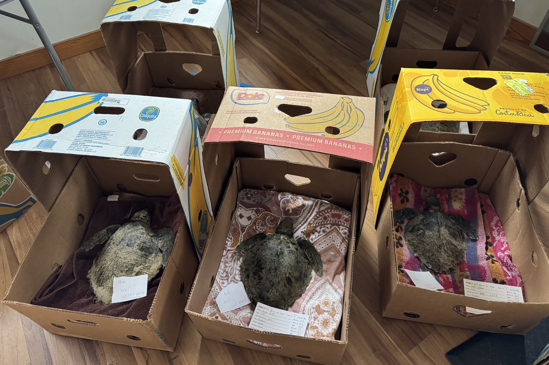 Turtles in banana boxes