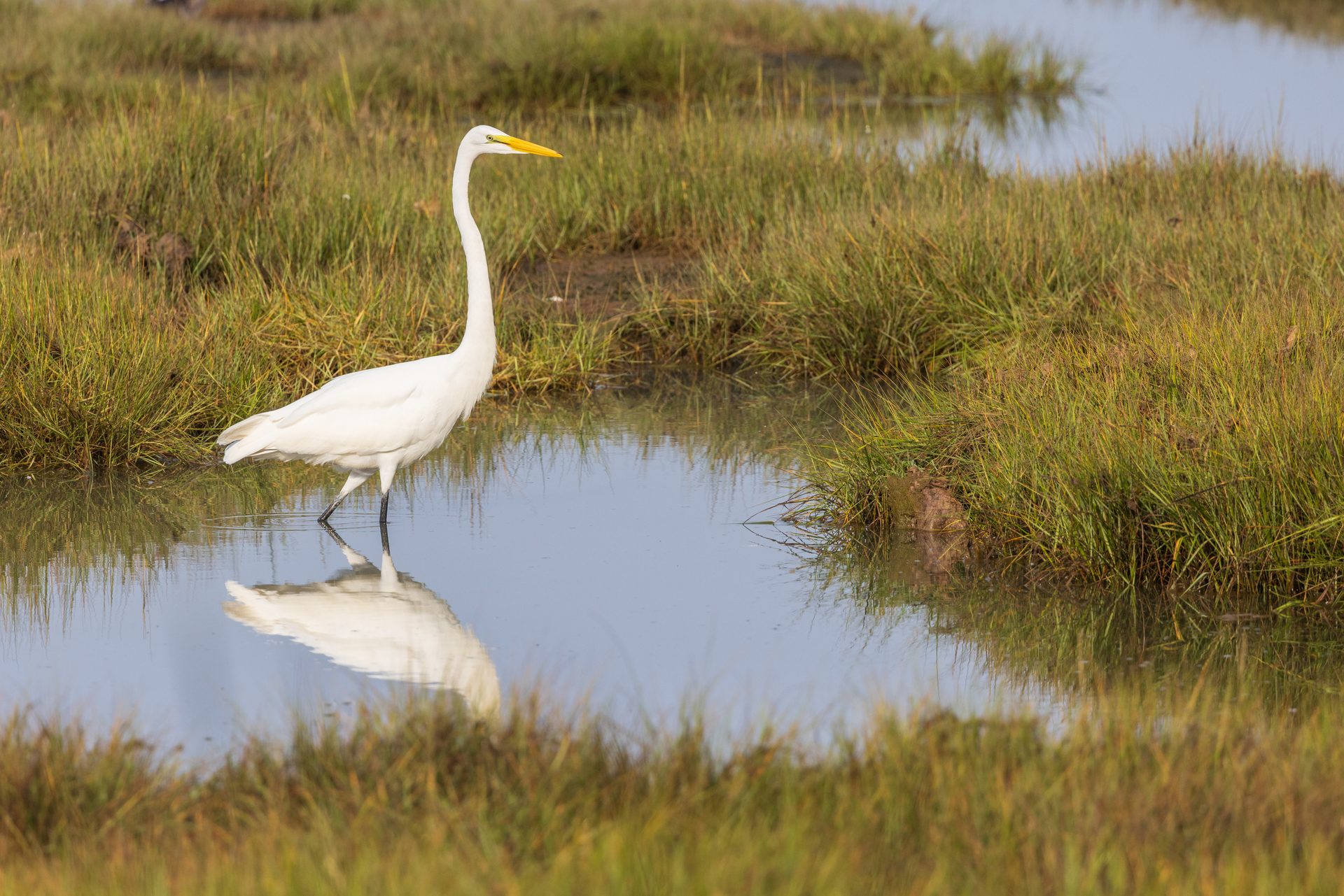 Long-necked white bird wading through a marsh