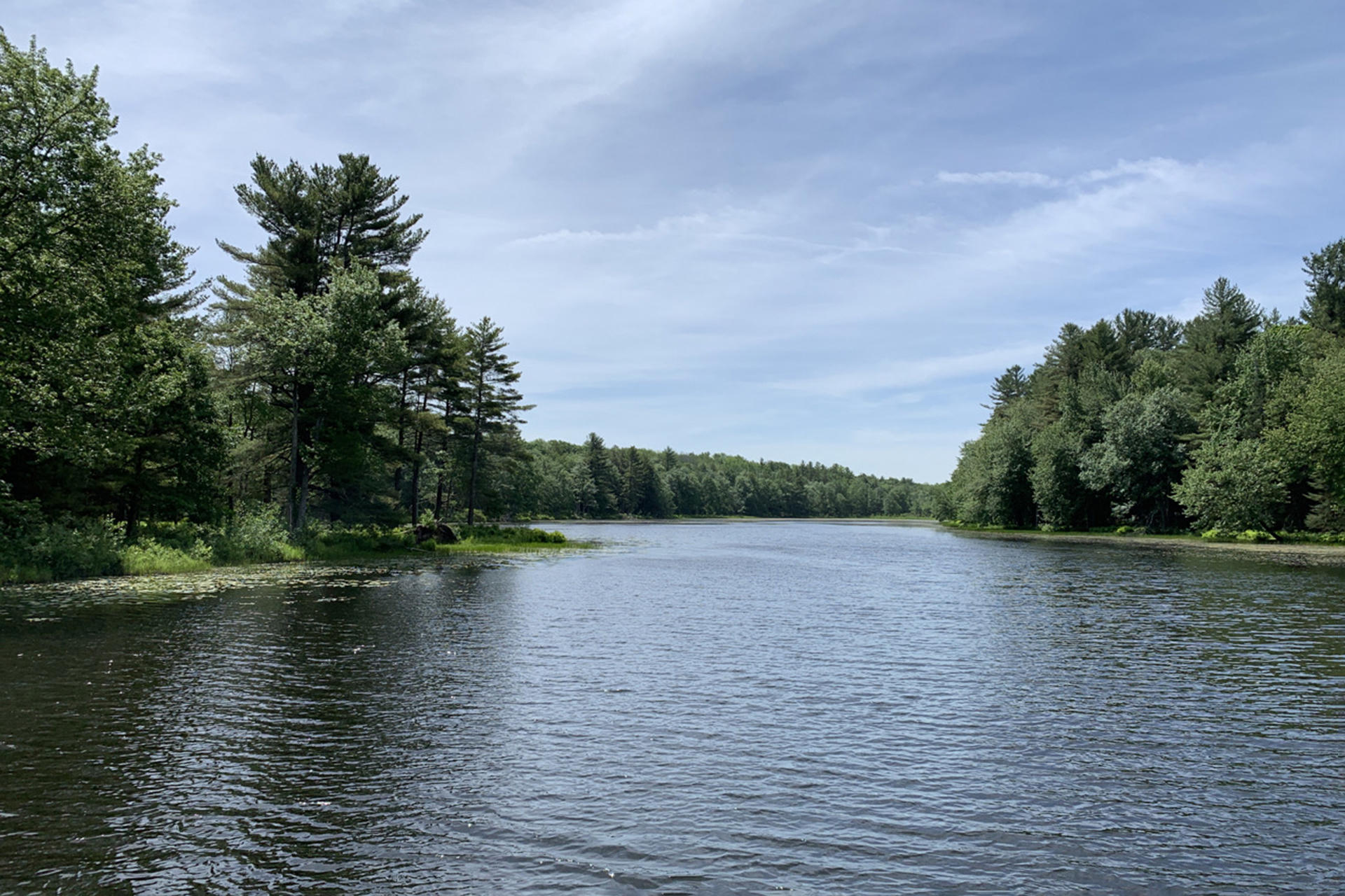 Pond surrounded by green foliage on left and right