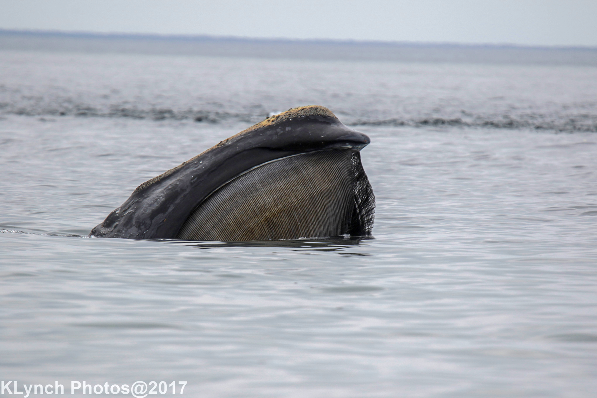 A whale poking its nose out of the water