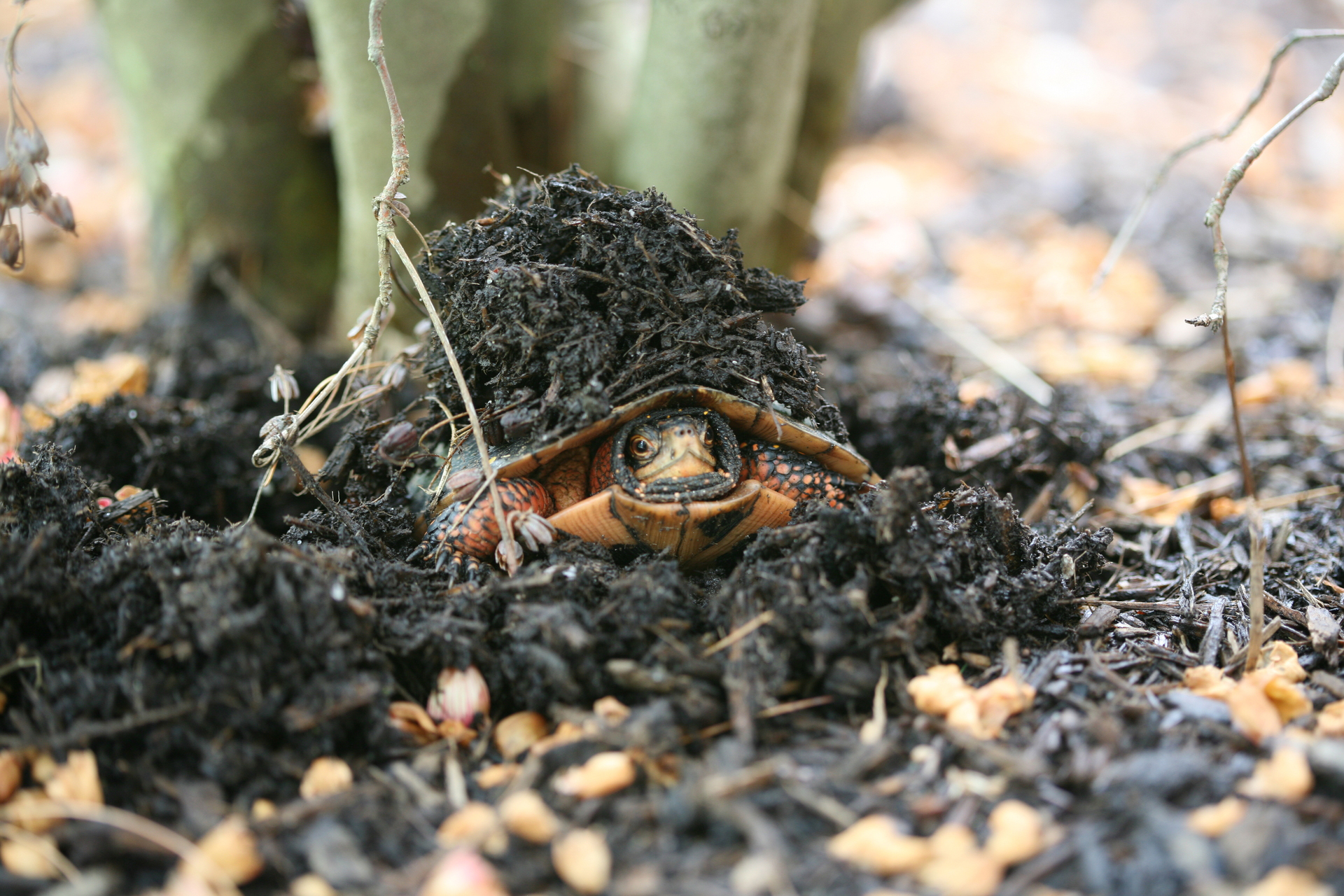 Eastern box turtle under a small pile of mulch