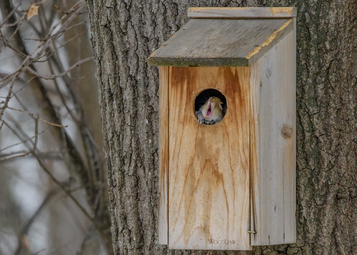 Squirrel making a face out of nest box