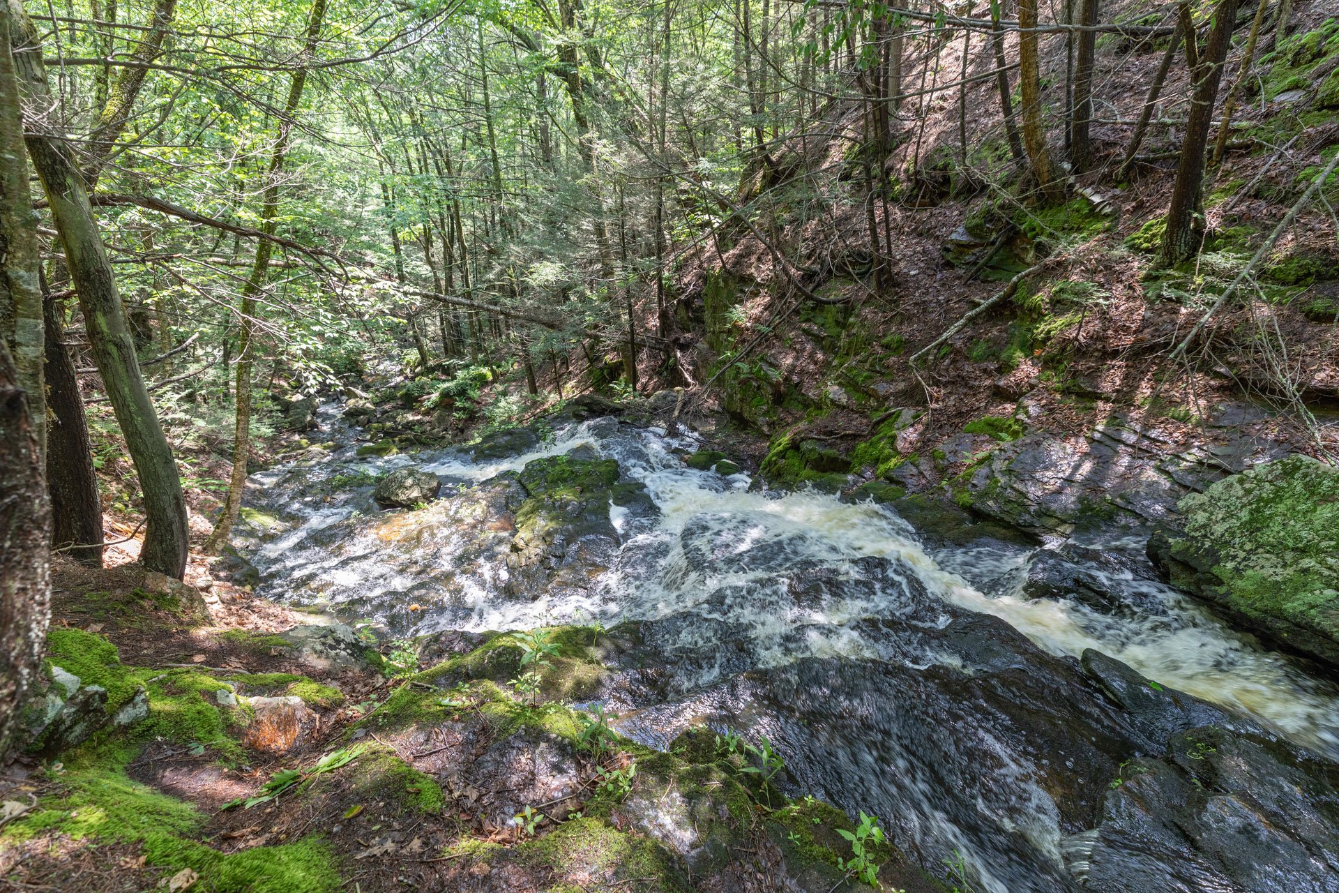 Shallow white rapids pouring down the hillside of a green forest. Mossy rocks cover the banks.