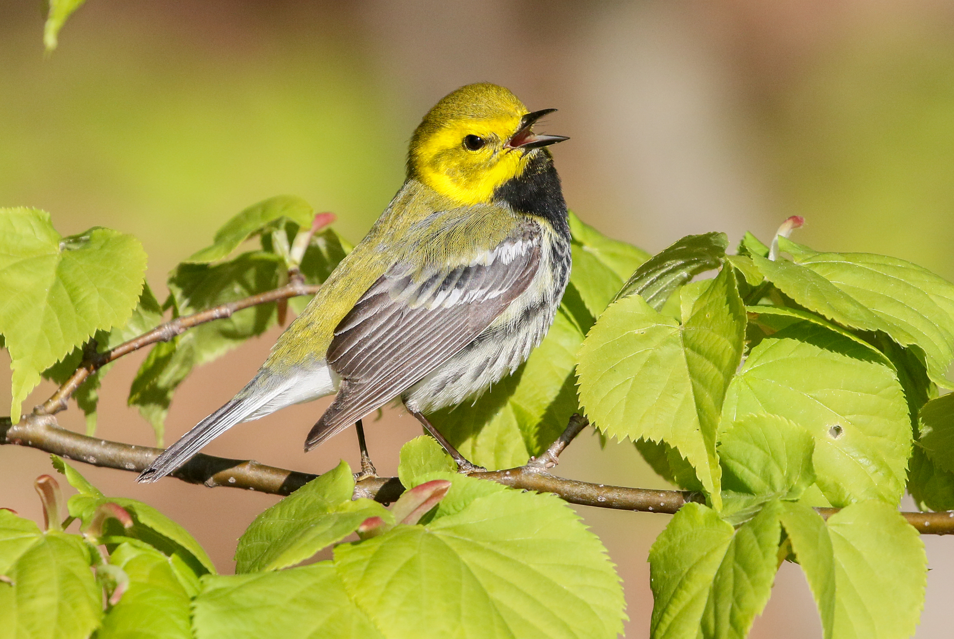 Yellow warbler sitting among leaves