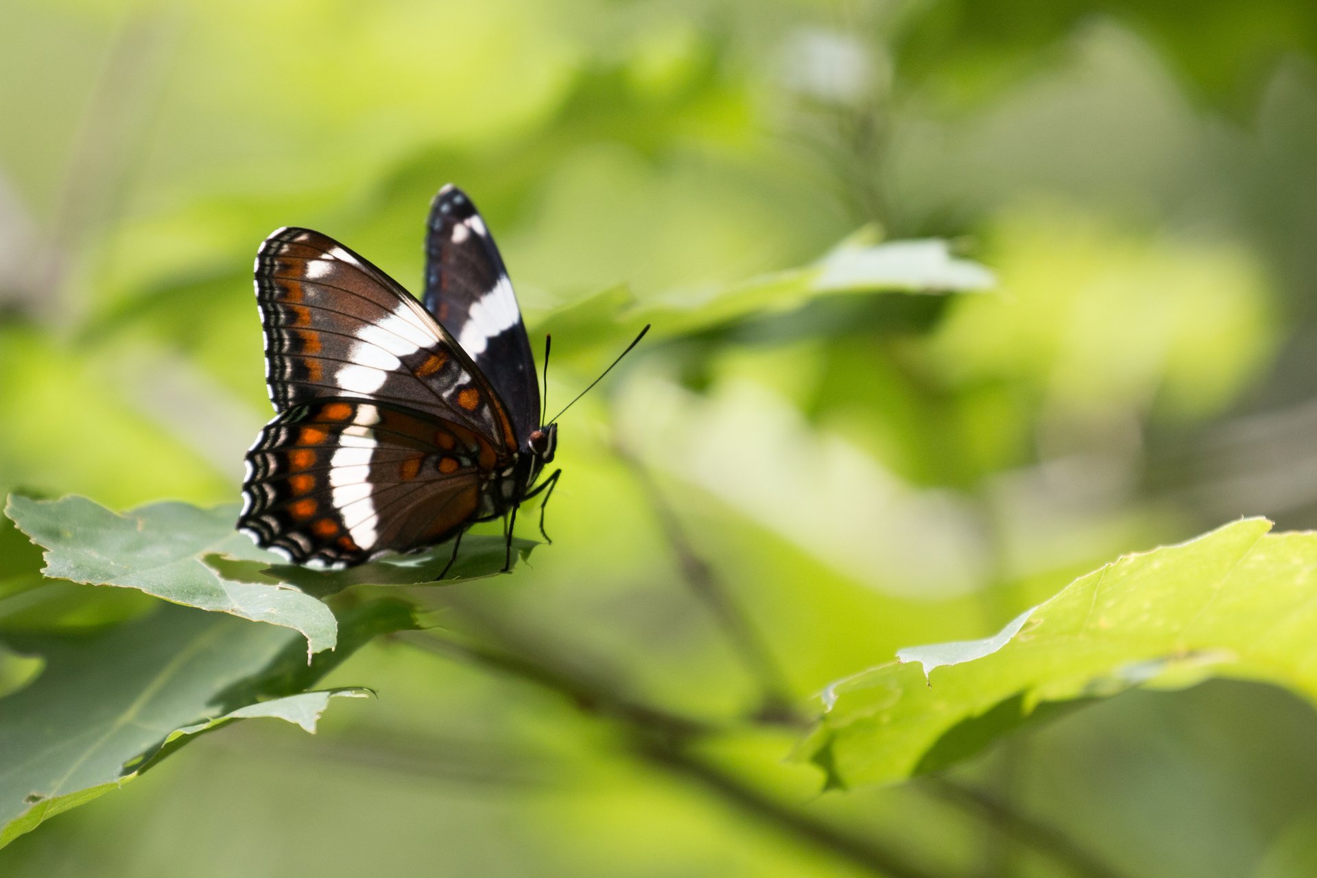 Black butterfly with white bands and orange dots on the wings.