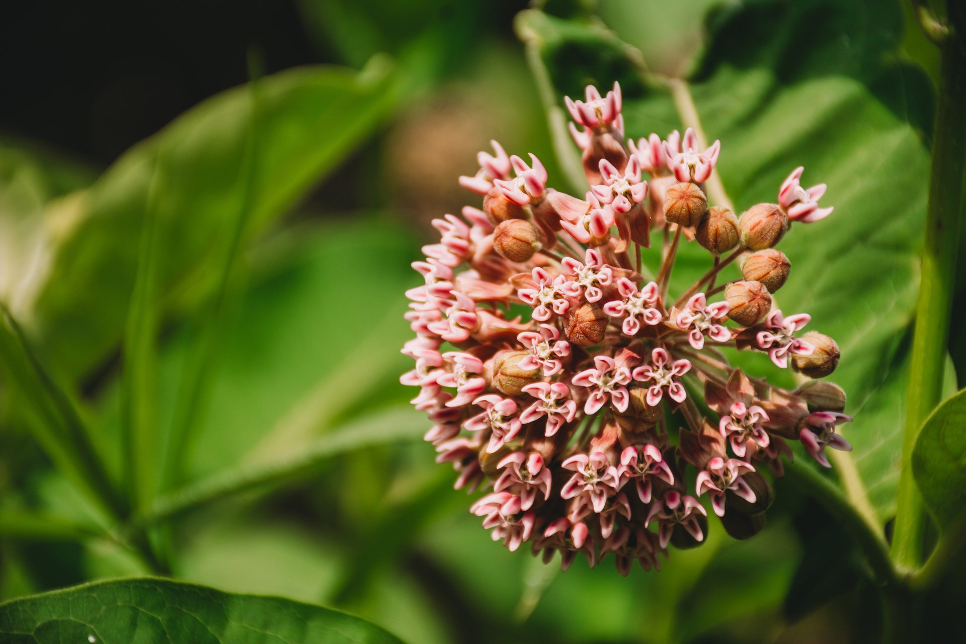 Common Milkweed