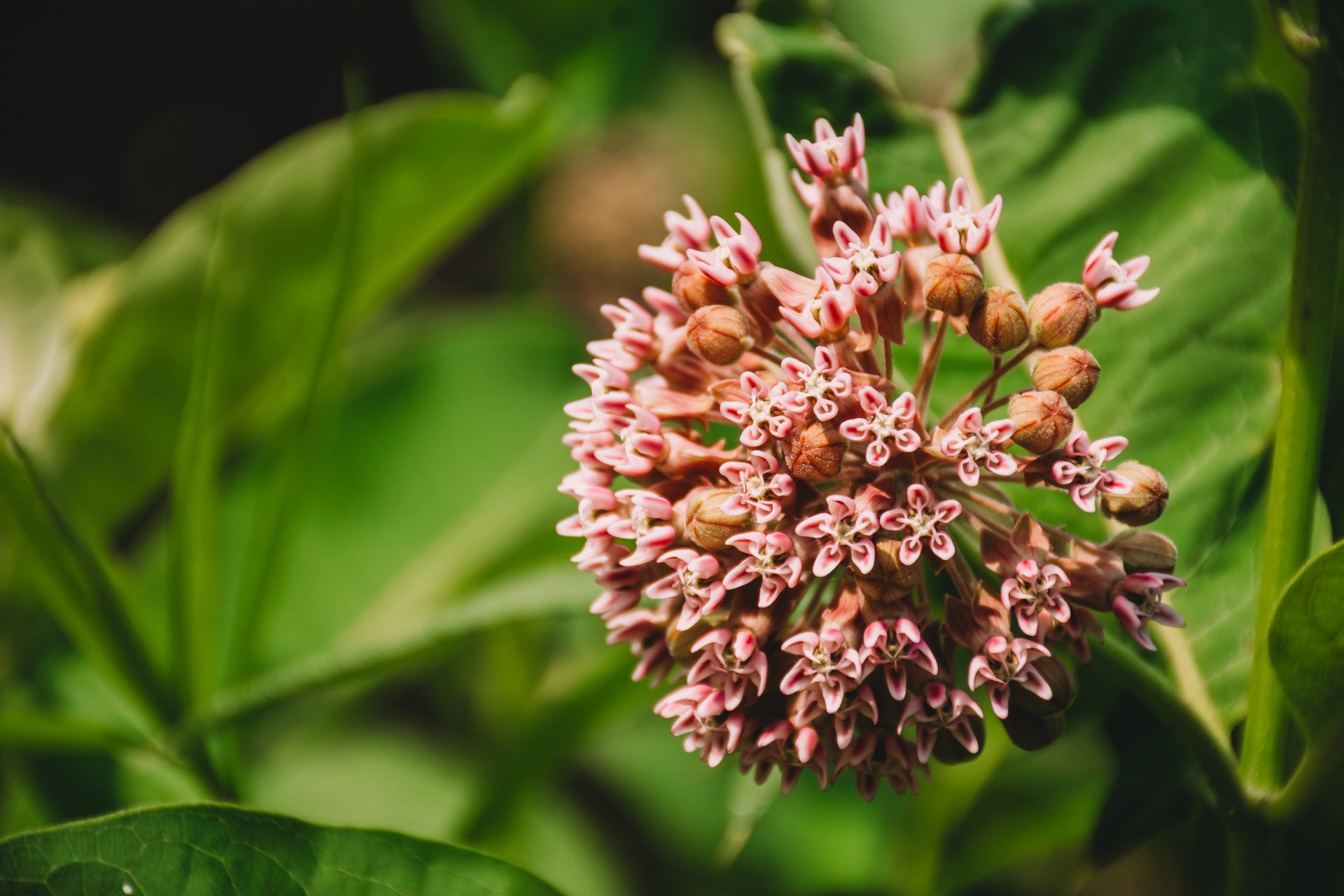 Common Milkweed