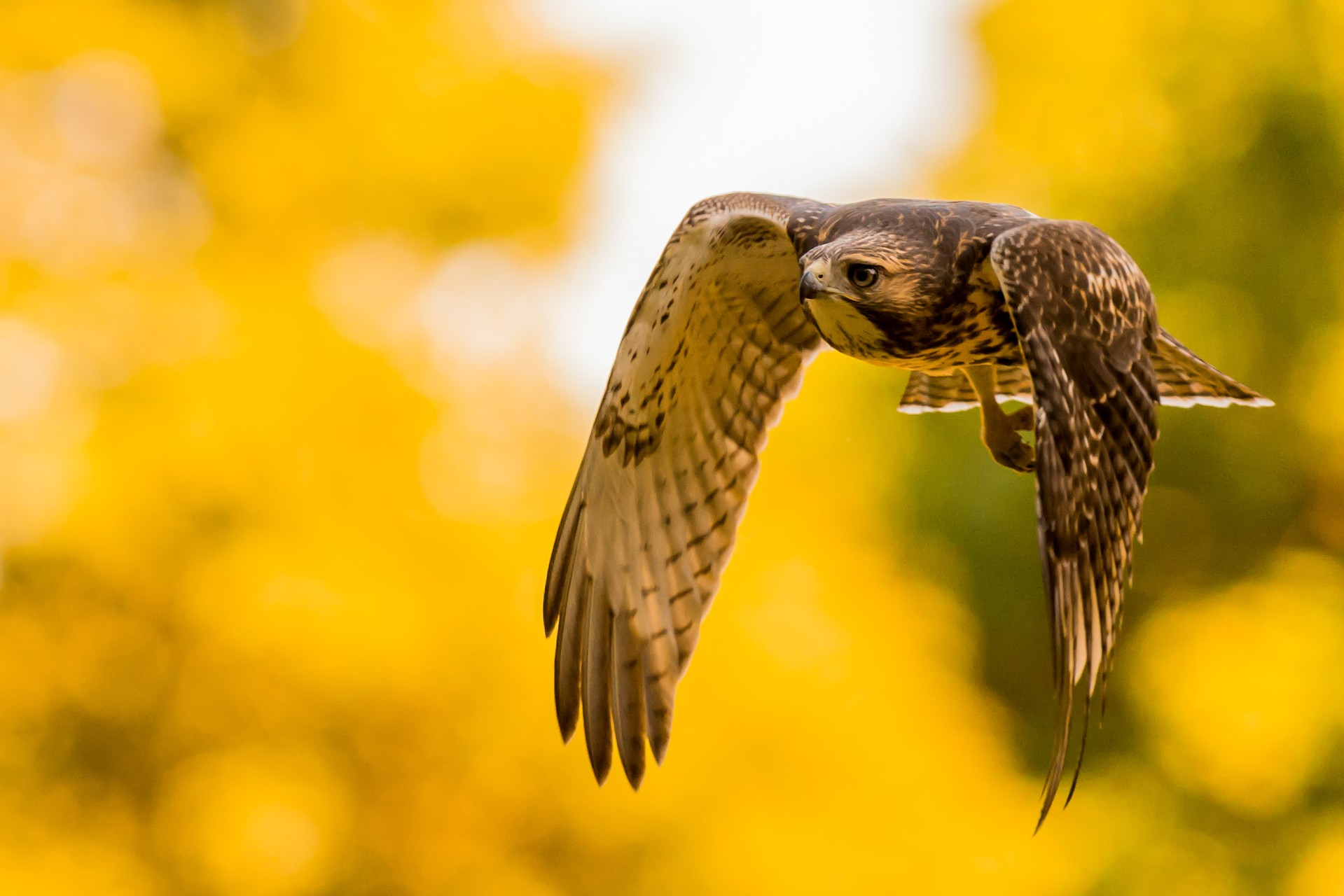 Hawk flying in front of yellow background