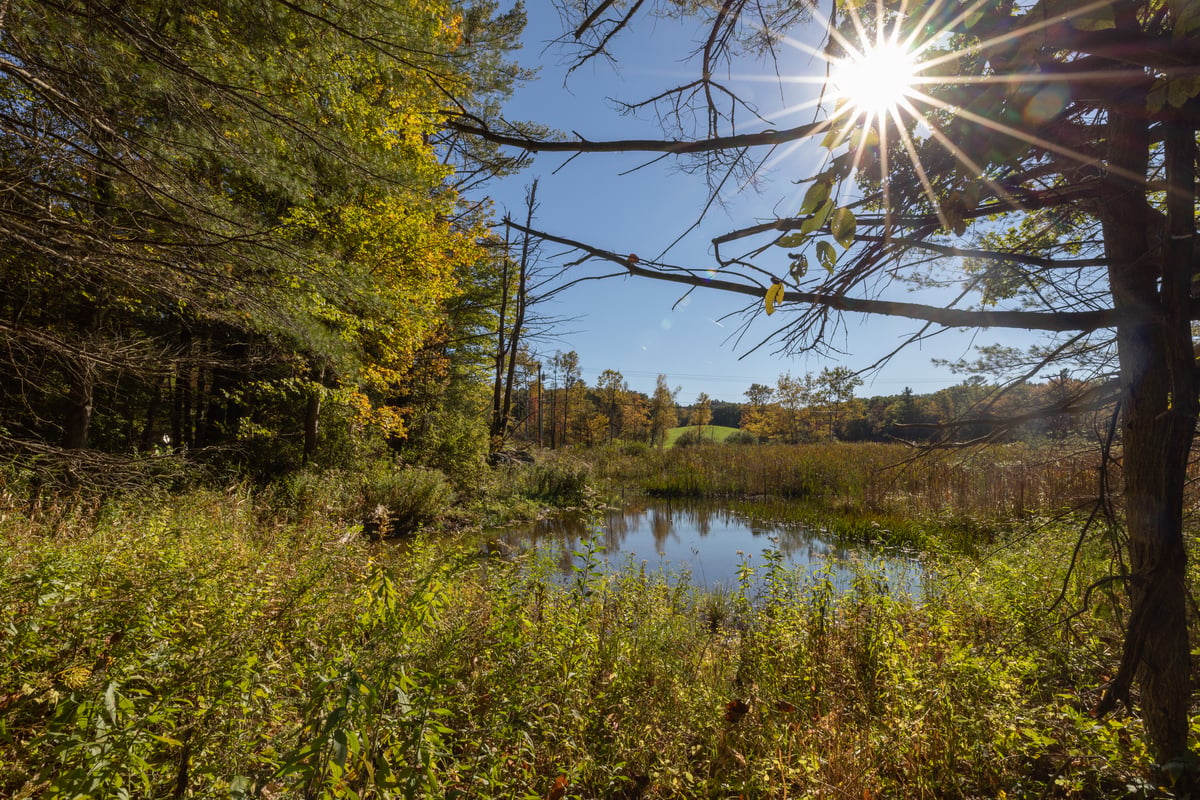 The sun filters through a bare tree, overlooking a river surrounded by green vegetation.