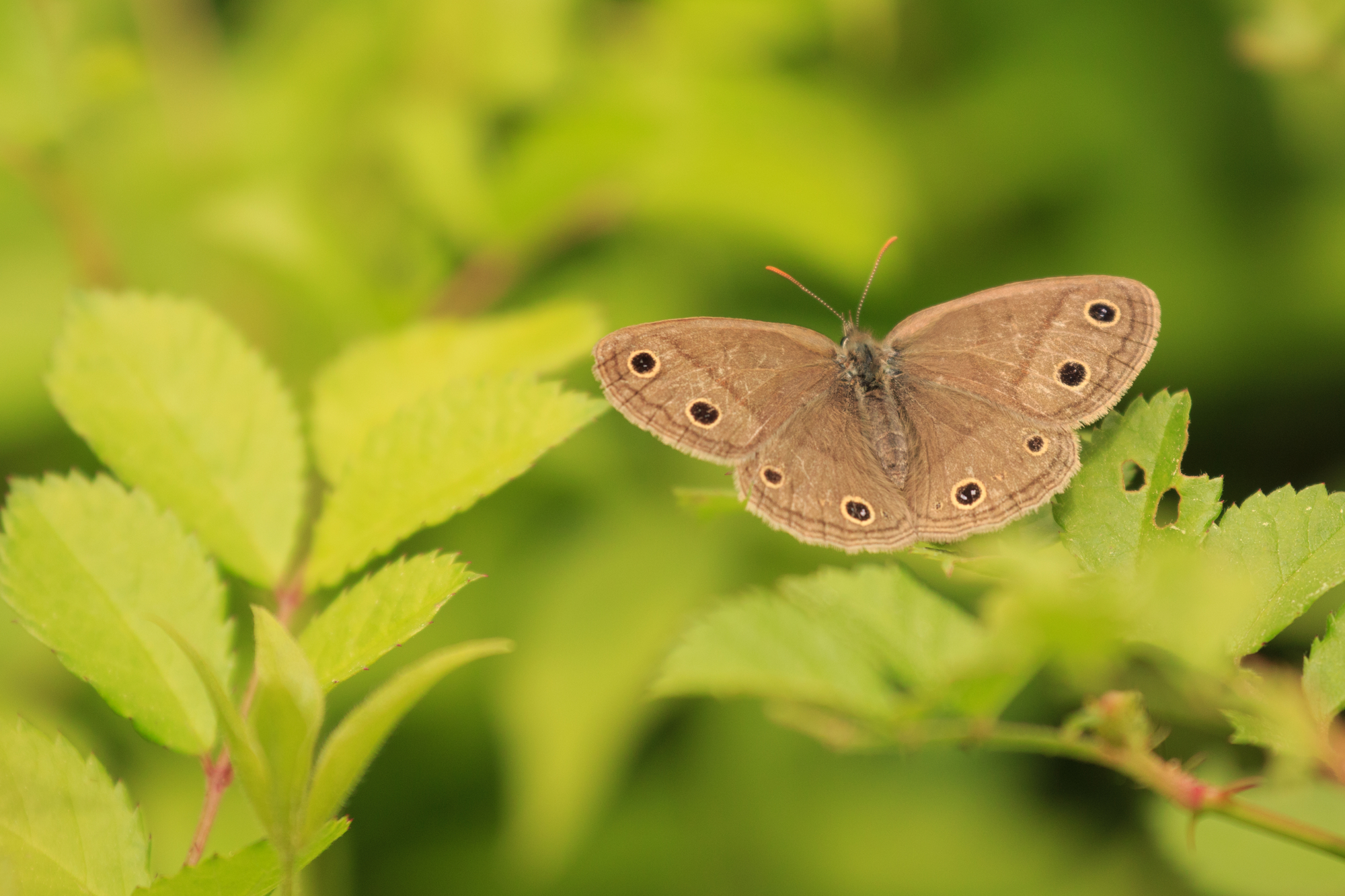 Little Wood Satyr butterfly sitting on a green leaves.