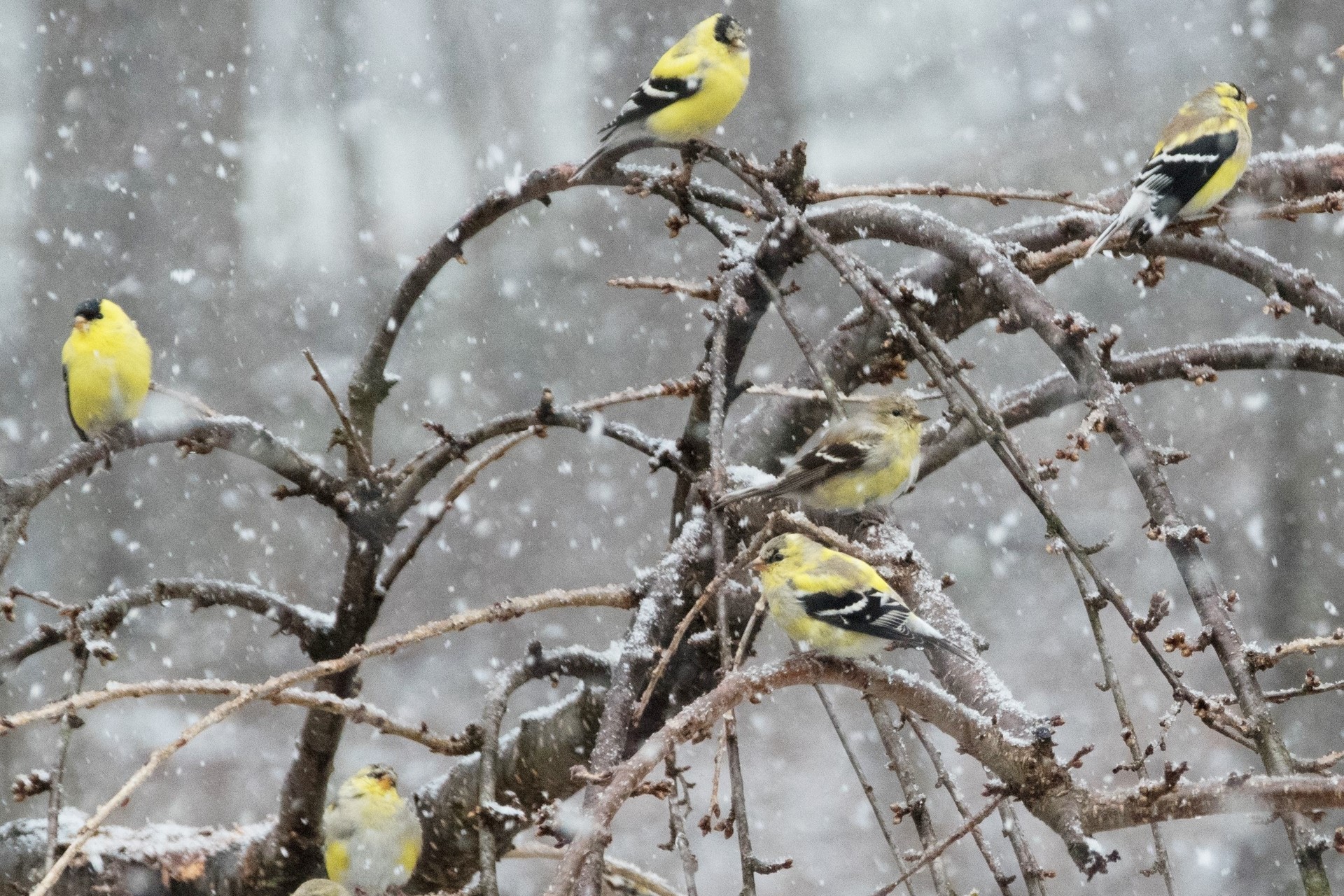 American goldfinches perched in tree among snow falling