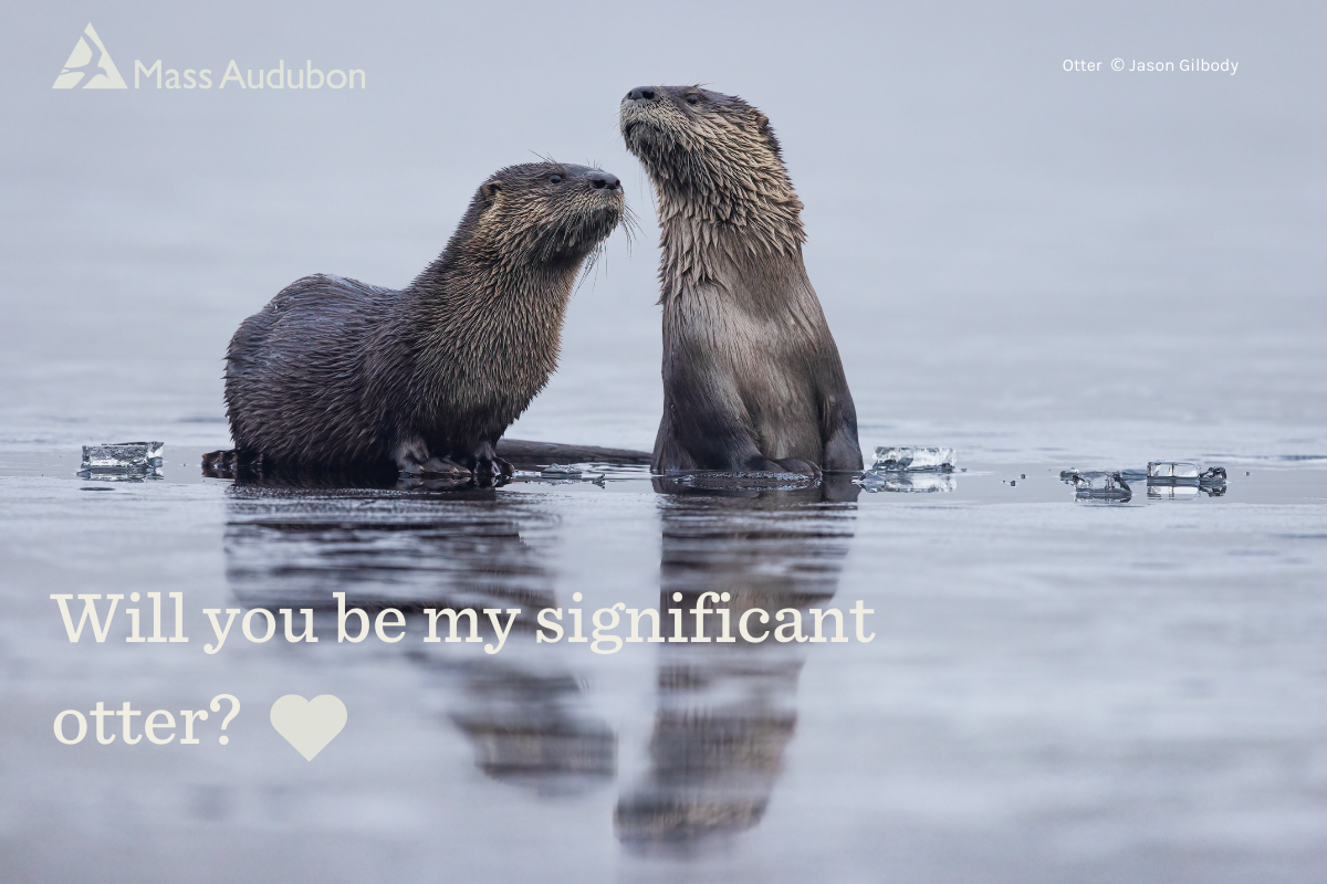 Two otters with words Will you be my significant otter?
