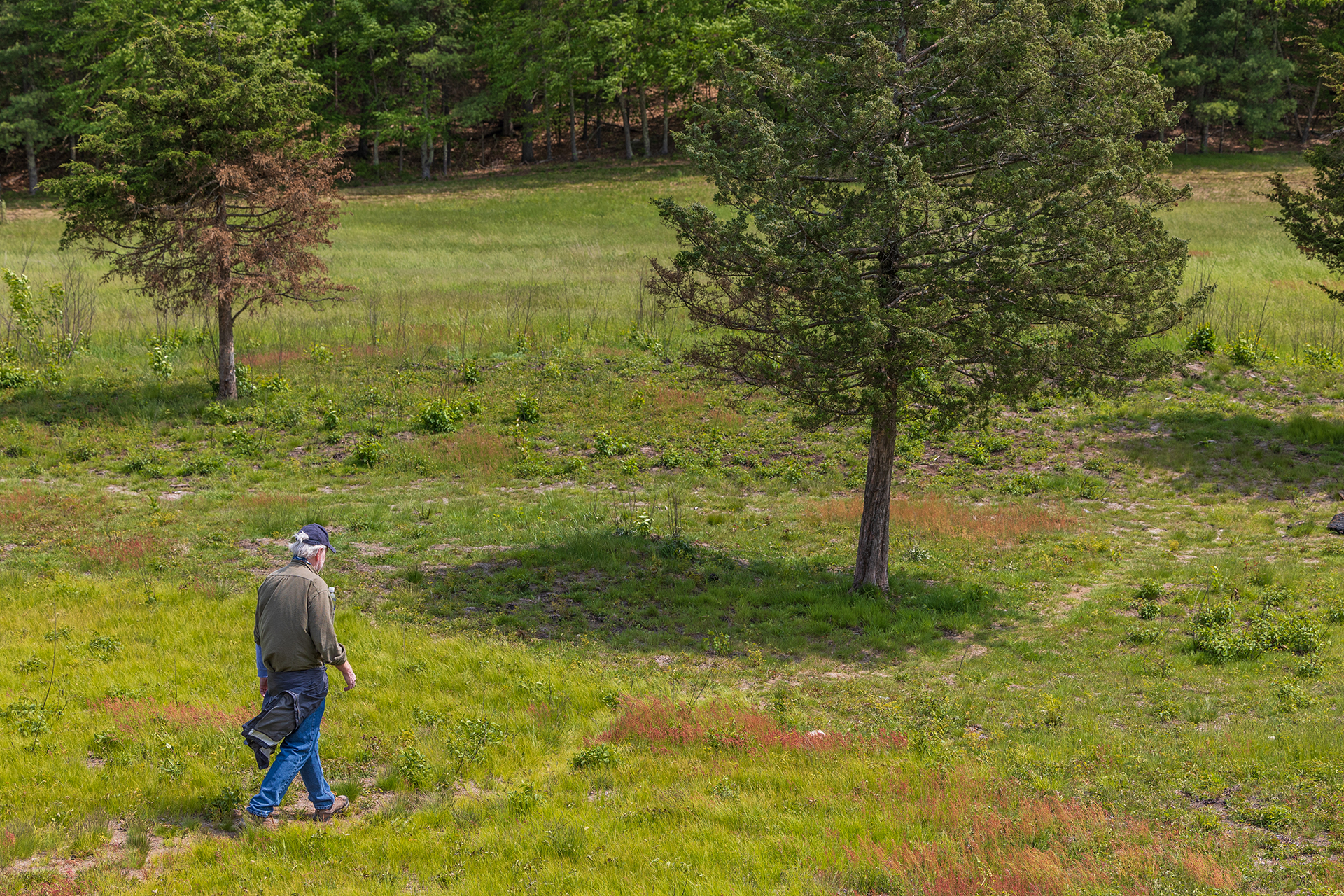 Person walking along a sparse trail in Broadmoor's recovered meadow