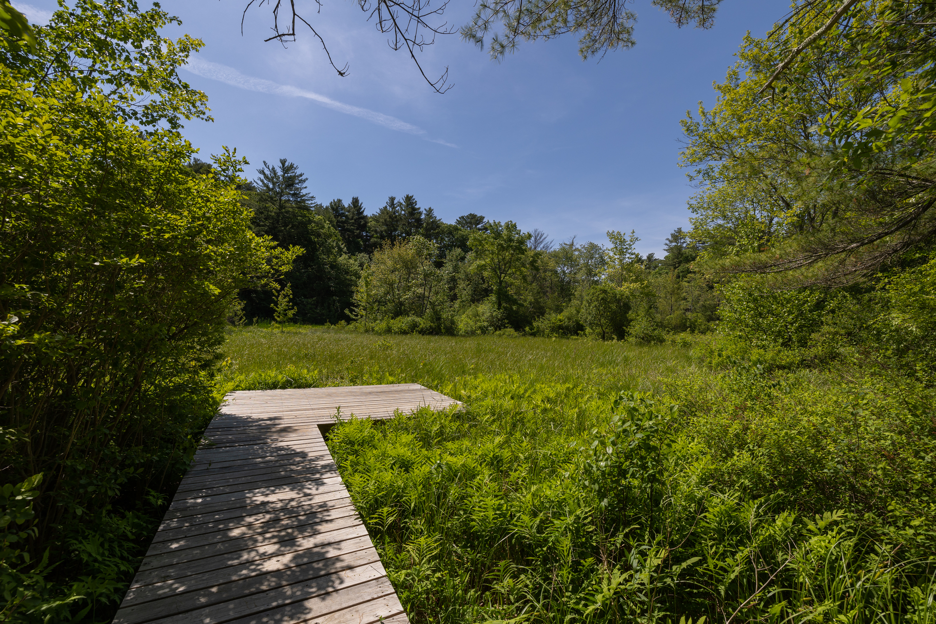 A boardwalk leading to an overlook across a green wetland. A forest is on the far side of the wetland.