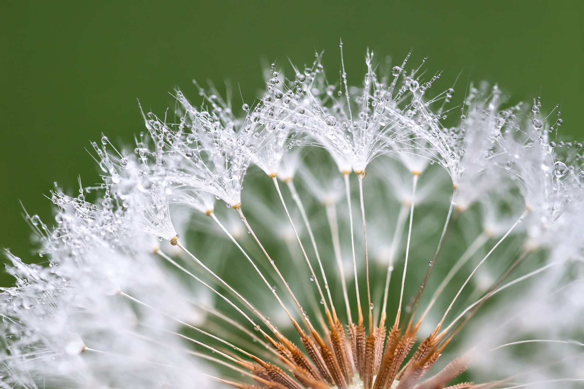 close up of dandelion