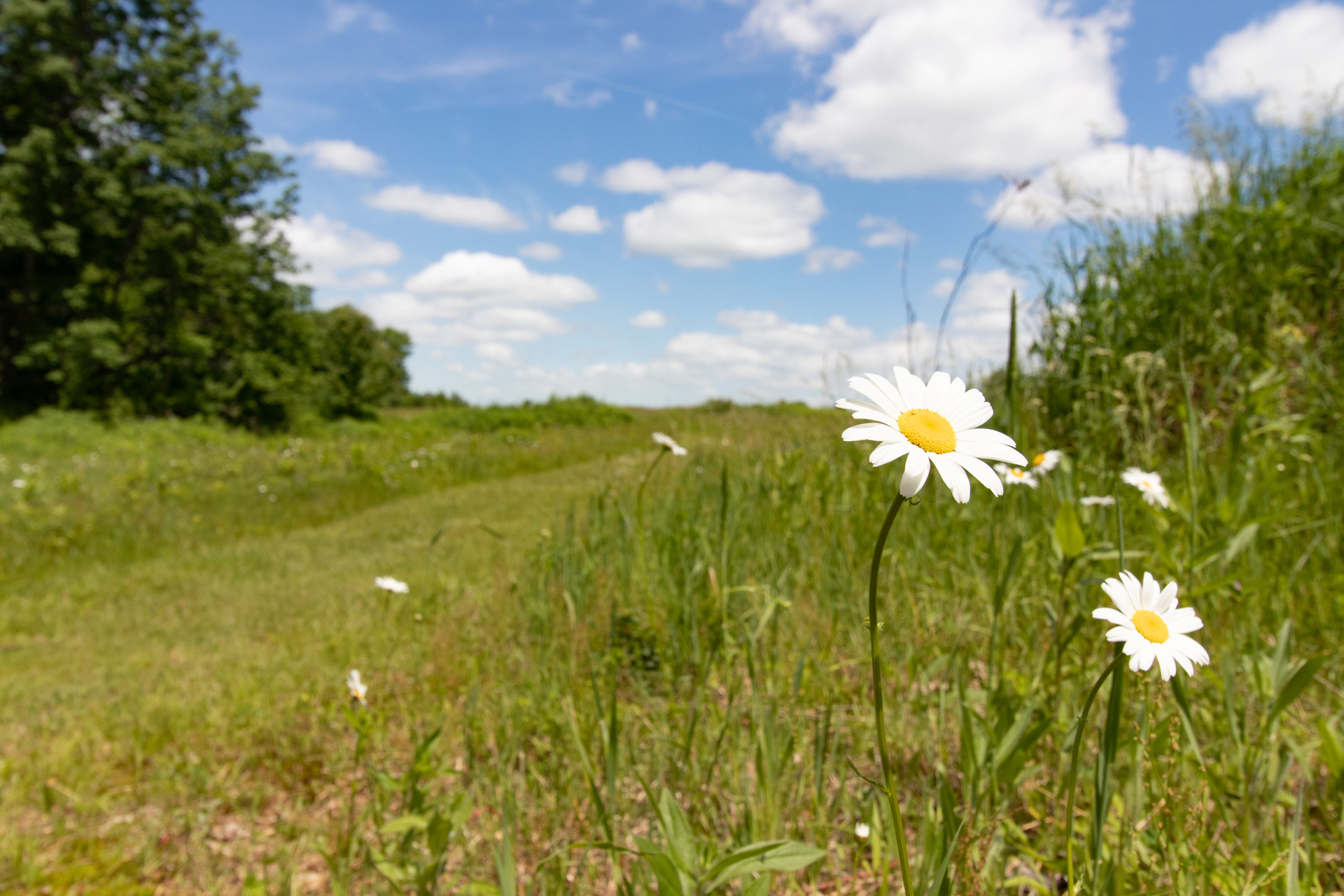 grassy trail with flower in foreground