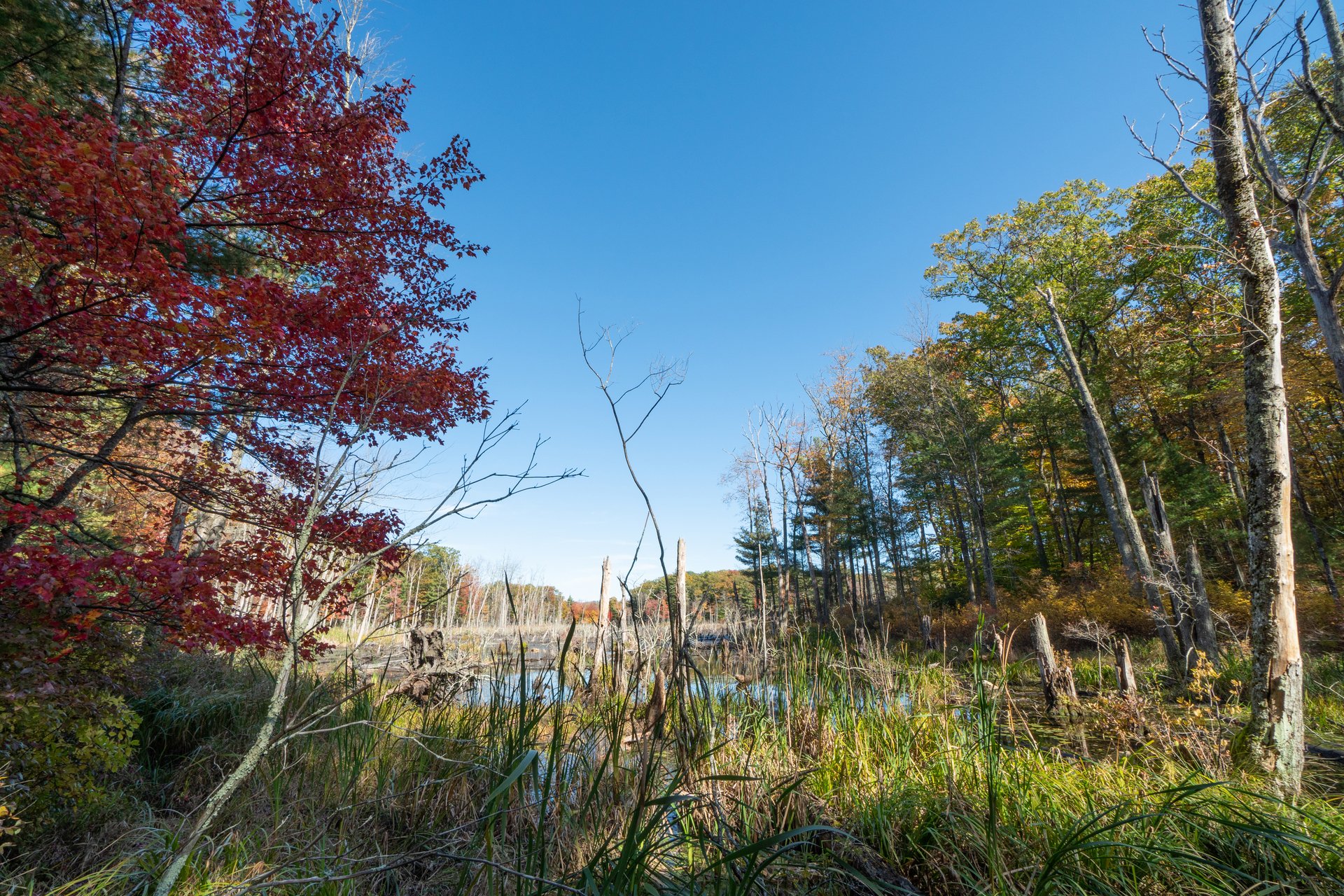 Red and green trees in swampy vegetation