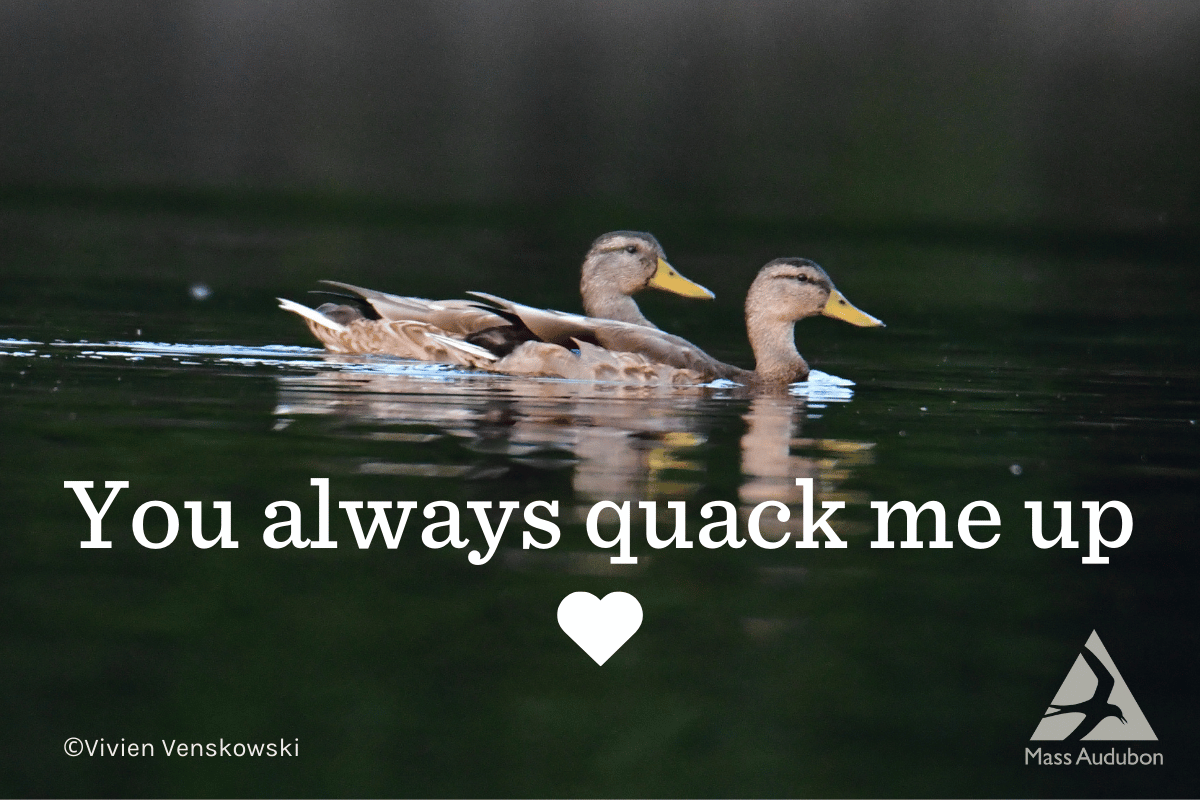 2 ducks galentine card