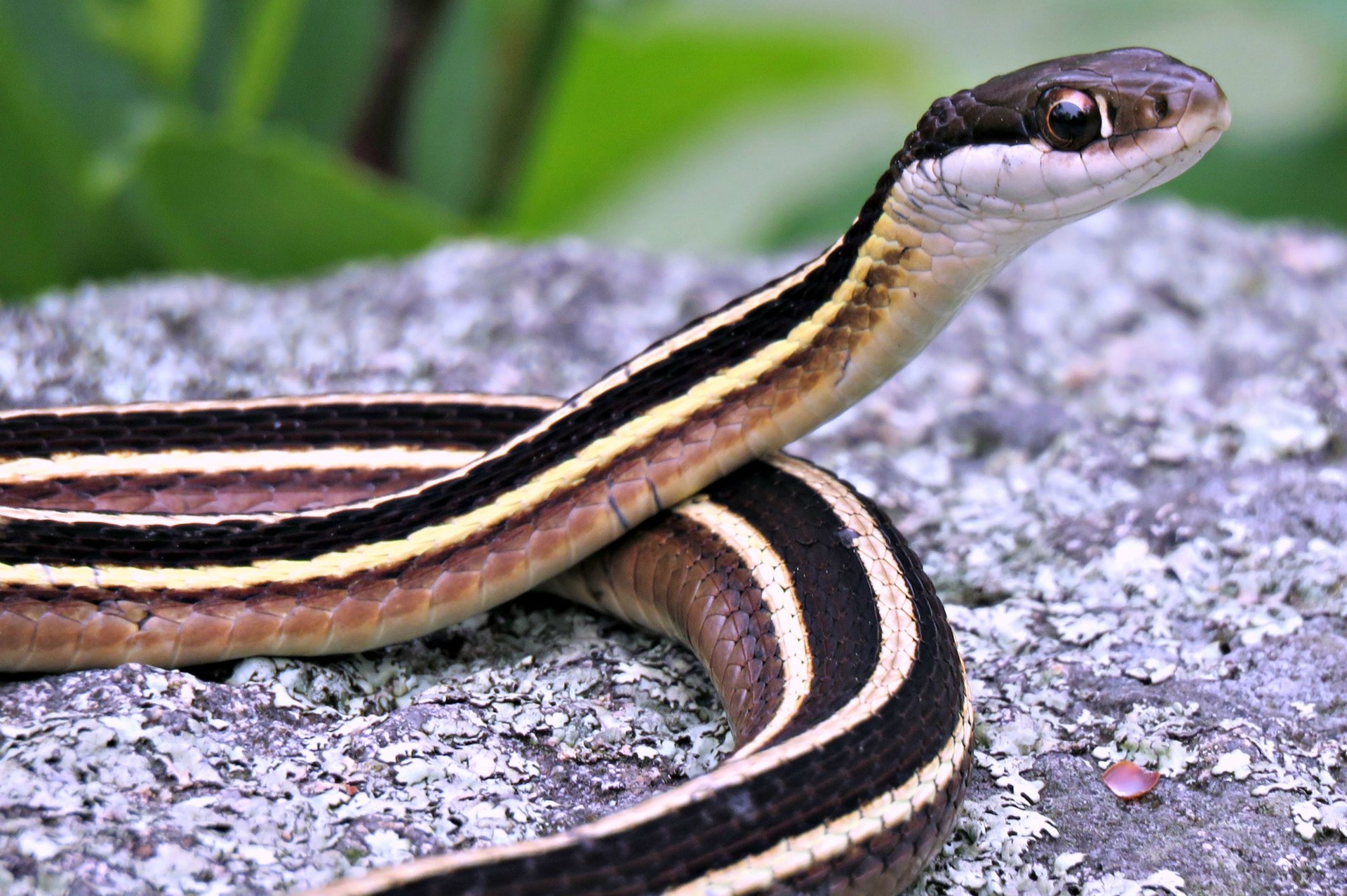 Close up of Eastern Ribbon Snake head