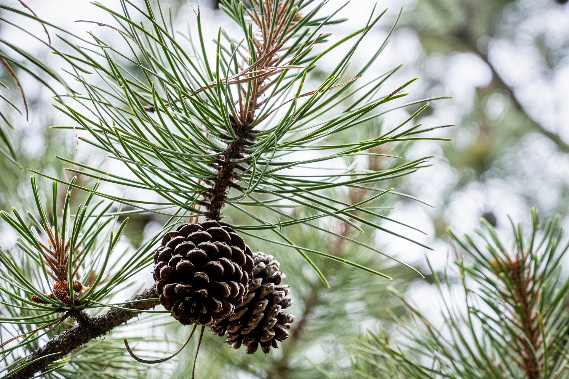Pine cone hanging from evergreen branch