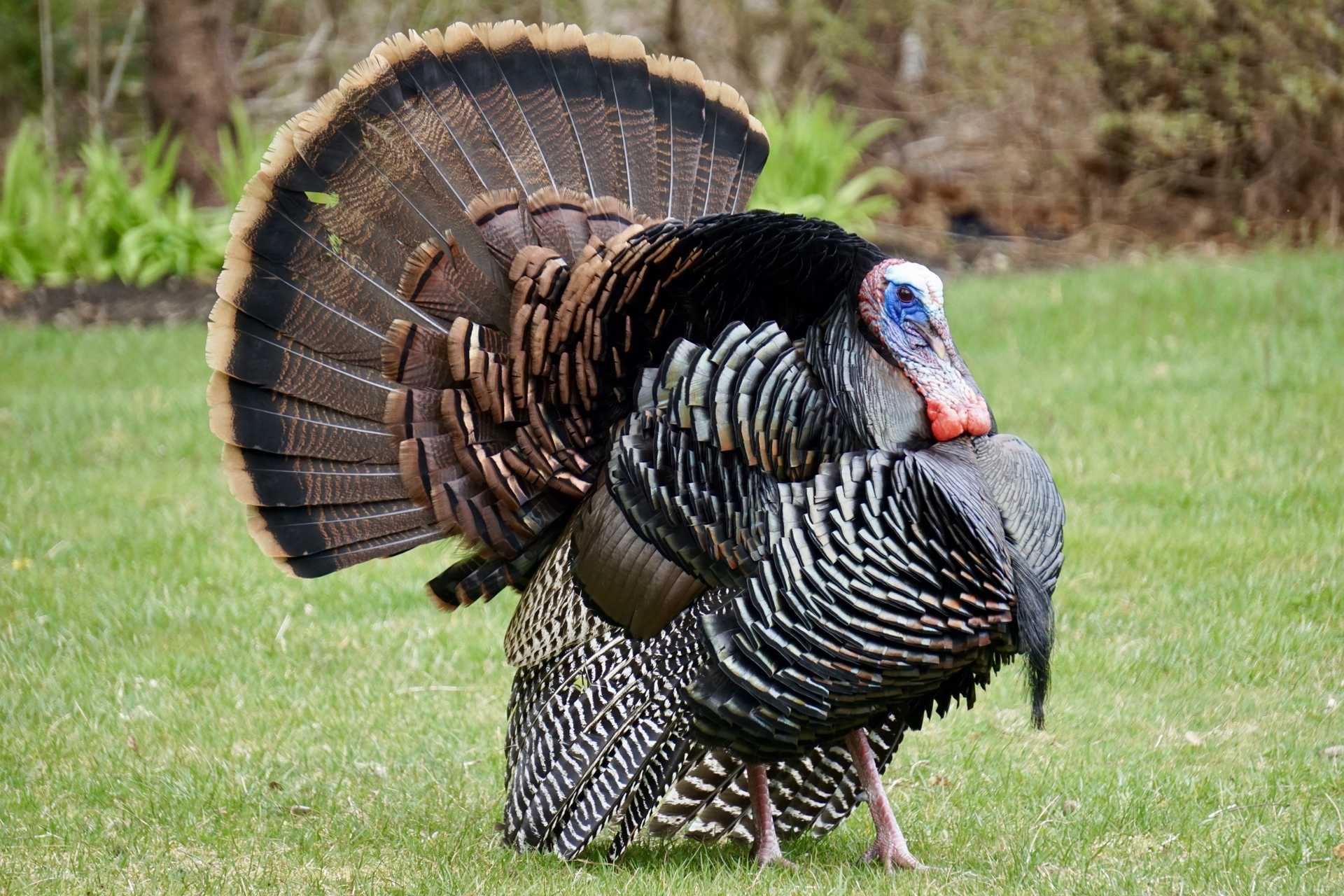 Wild Turkey displaying feathers